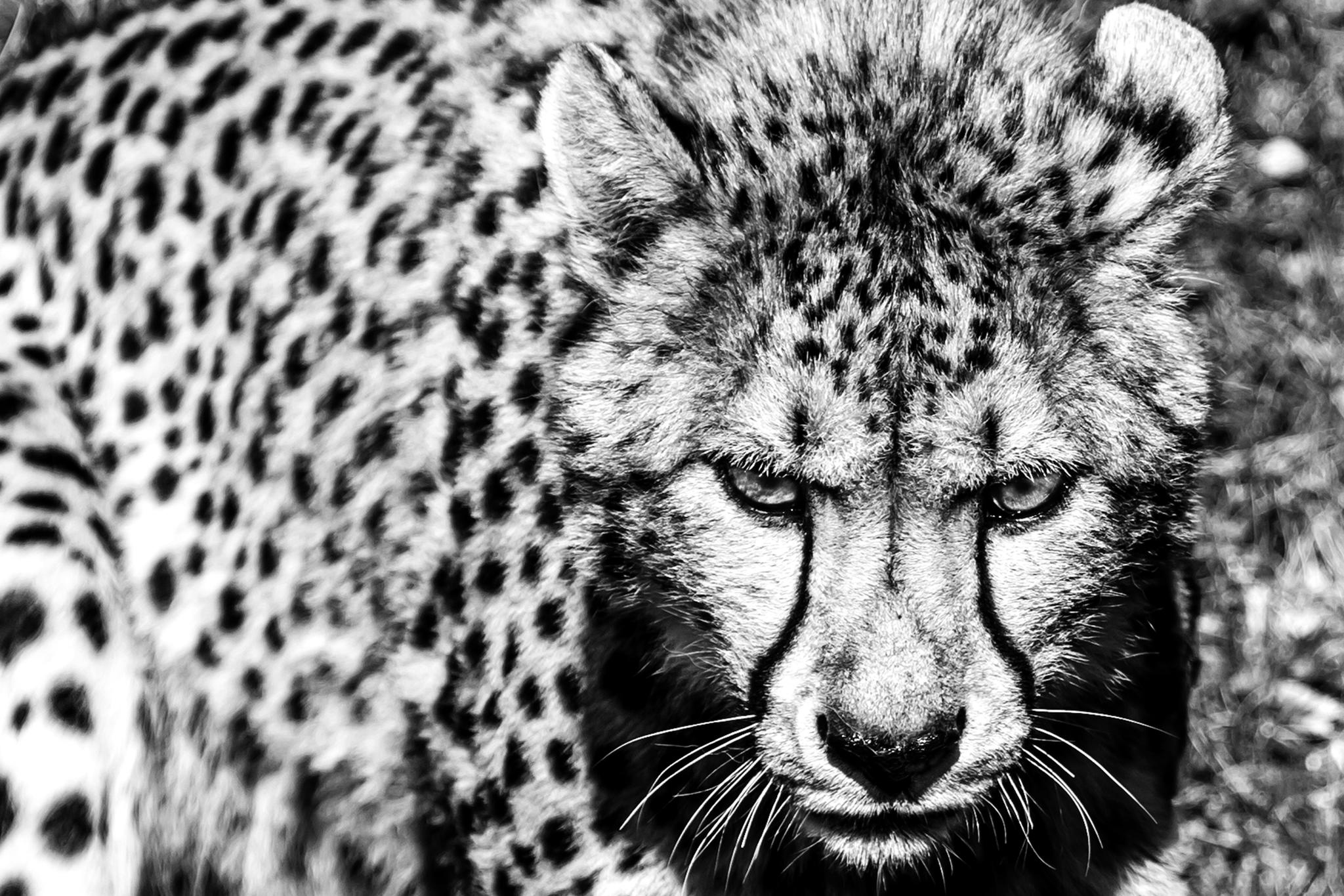 Download Black & White Animal Cheetah HD Wallpaper by Leif Lønda