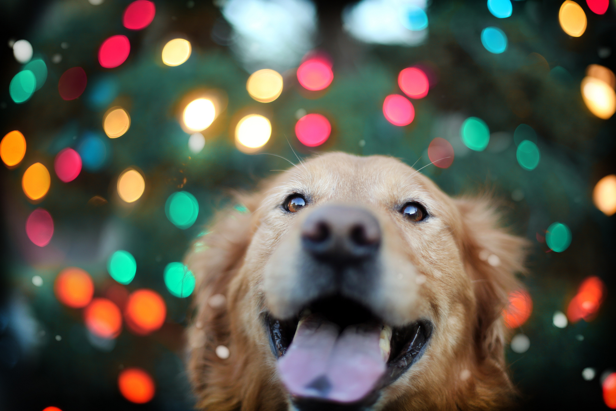 336 Golden Retriever HD Wallpapers Background Images