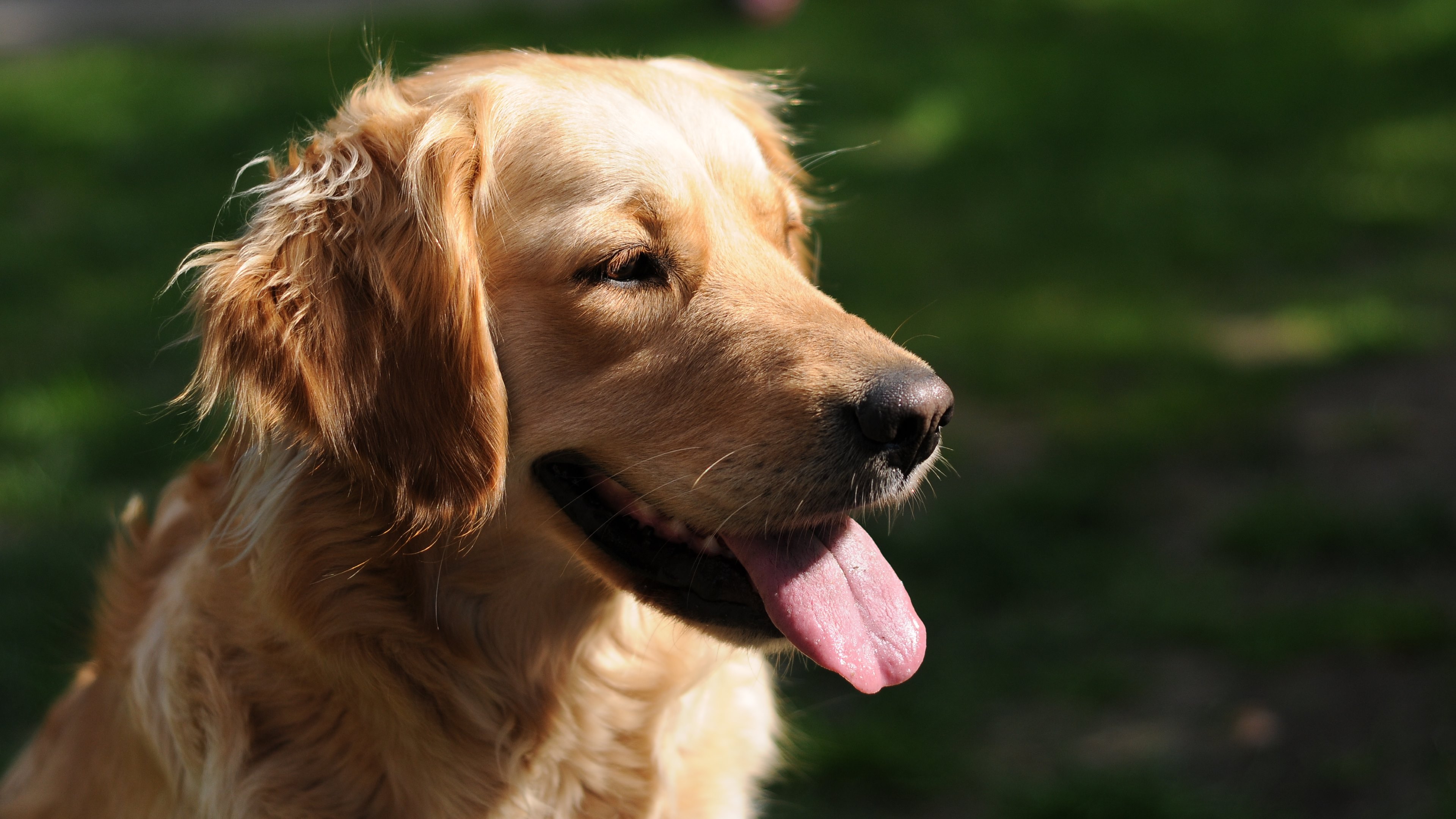 Download Portrait Dog Animal Golden Retriever 4k Ultra HD Wallpaper by