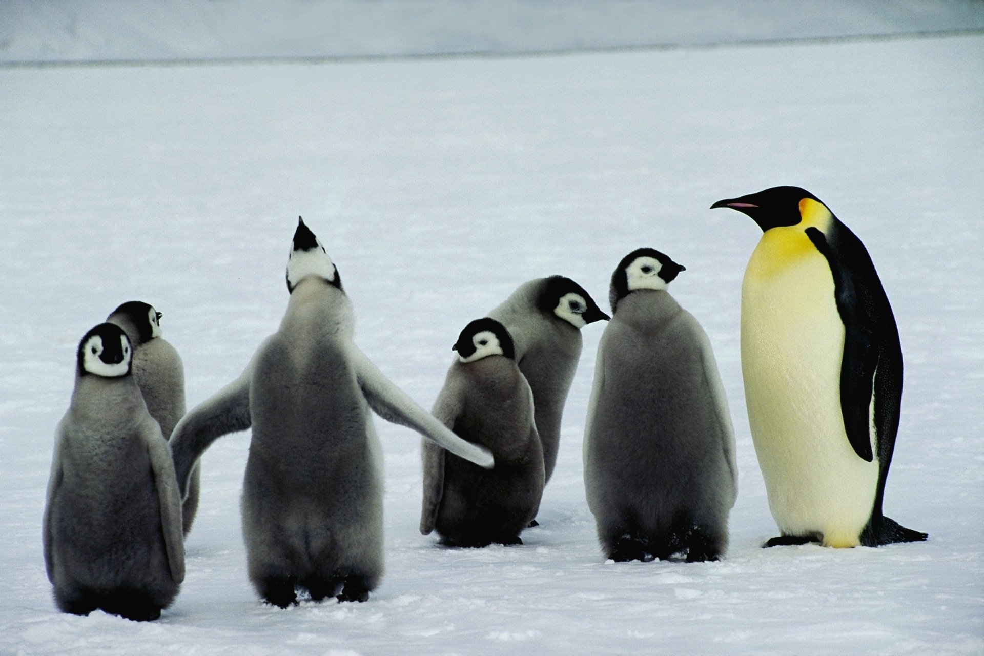 Penguin HD Wallpaper Background Image 1920x1280