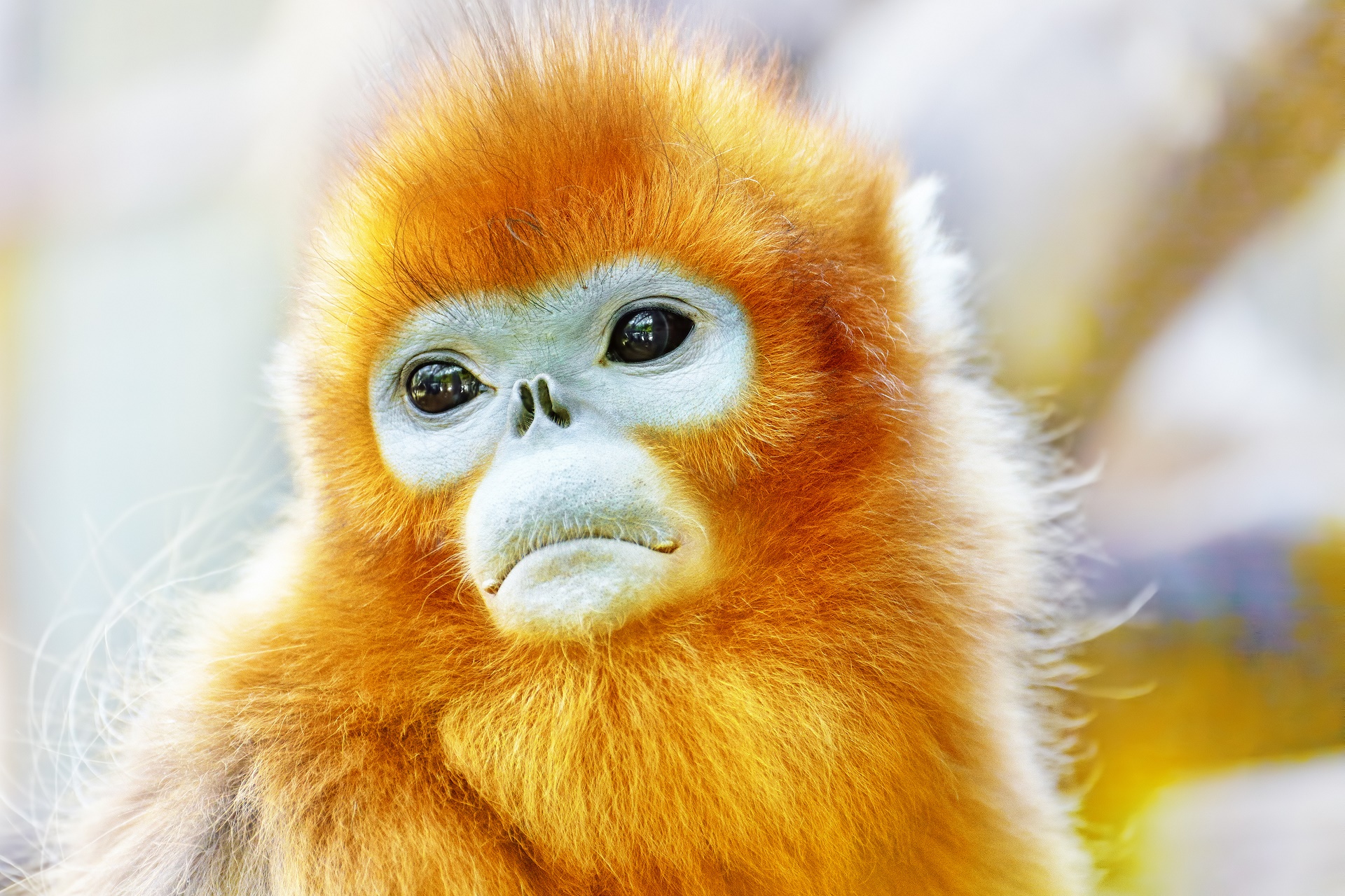 Download Animal Golden Snubnosed Monkey HD Wallpaper