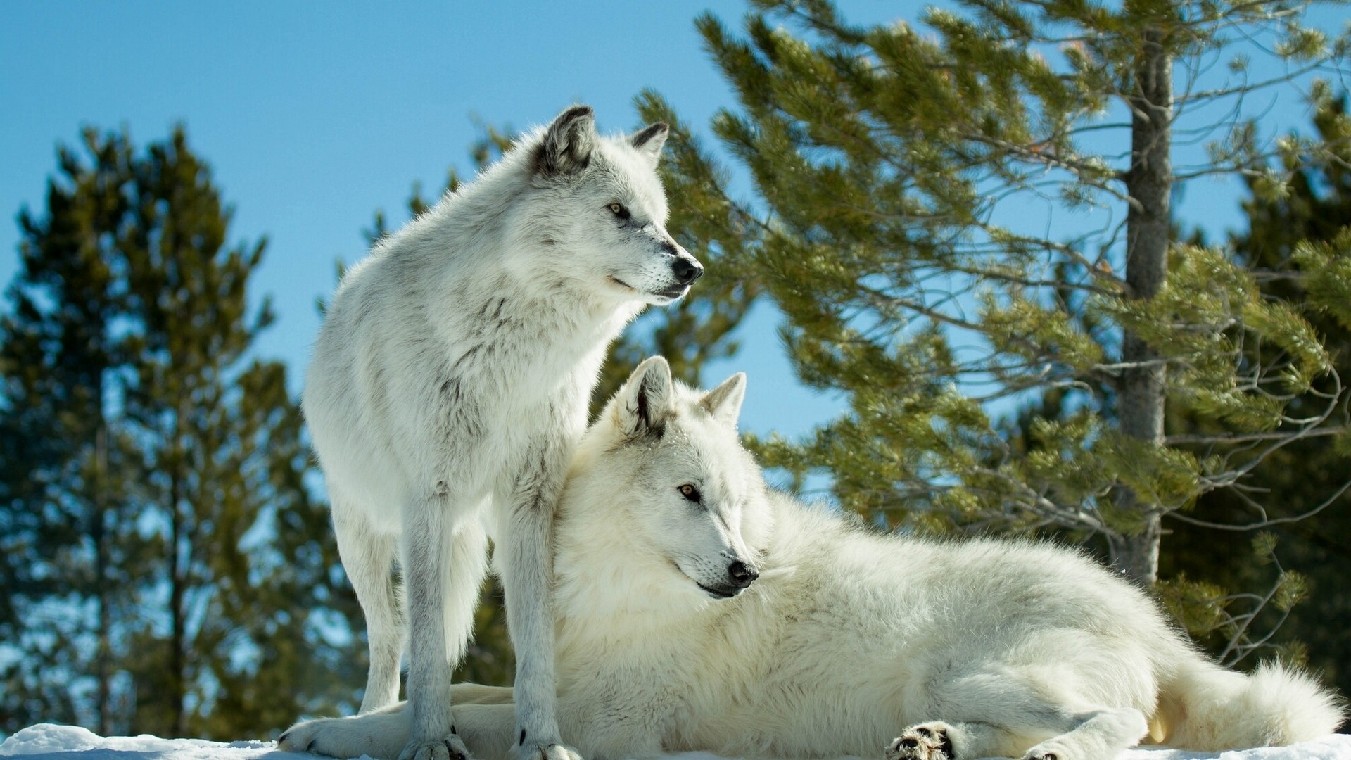 Majestic White Wolves Stunning HD Wallpaper for Nature Lovers