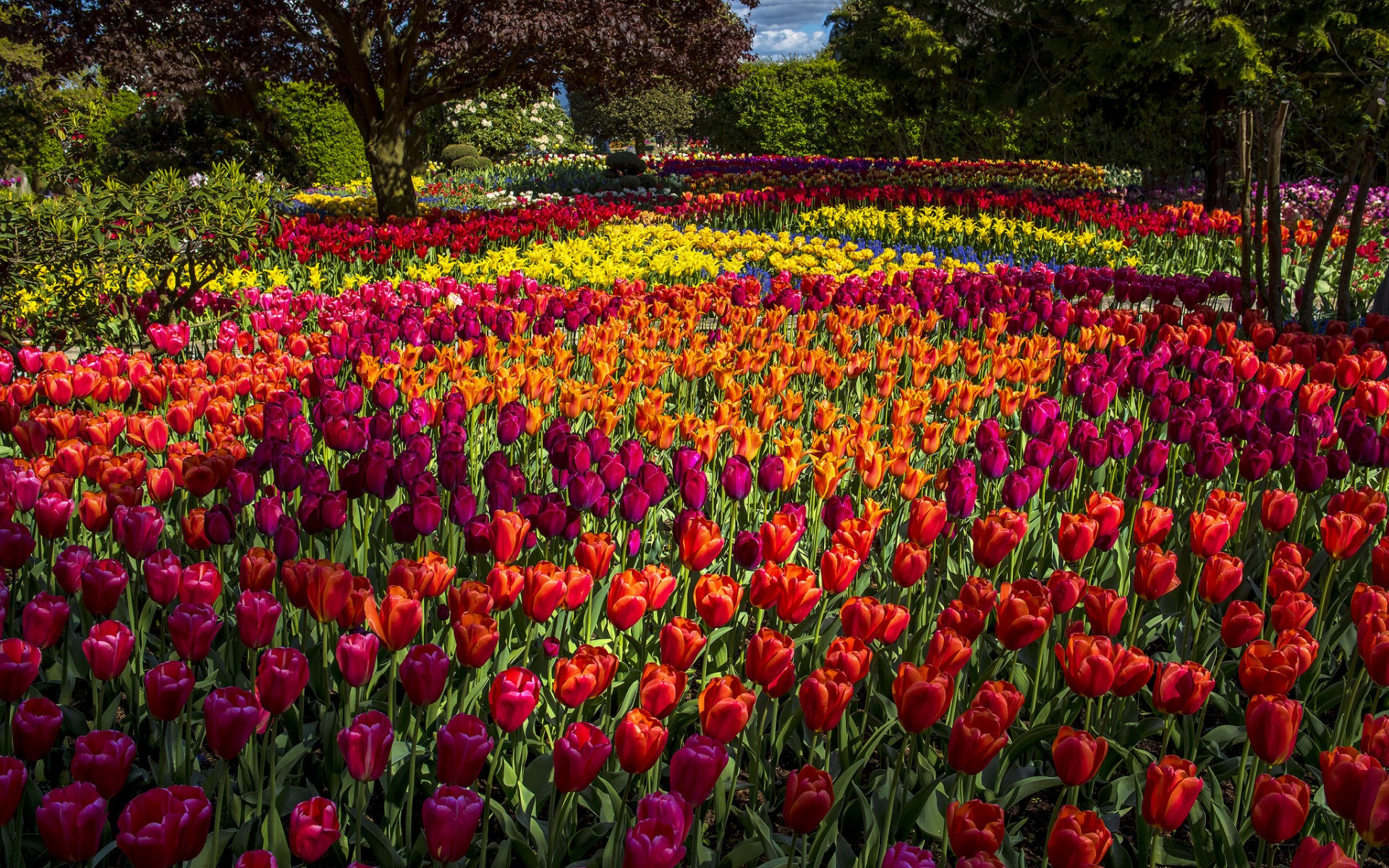 Tulip Flower Garden Wallpaper