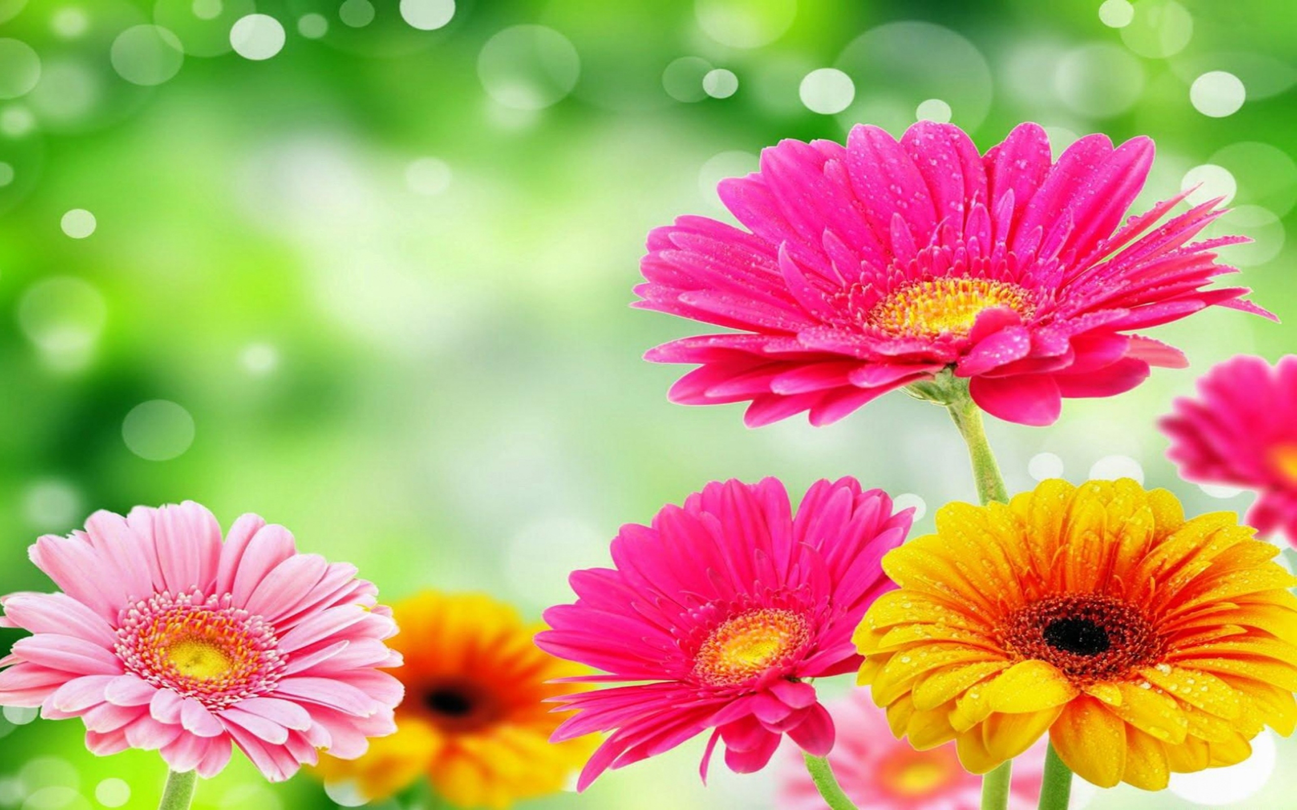 Download Yellow Flower Pink Flower Bokeh Nature Spring Flower Gerbera