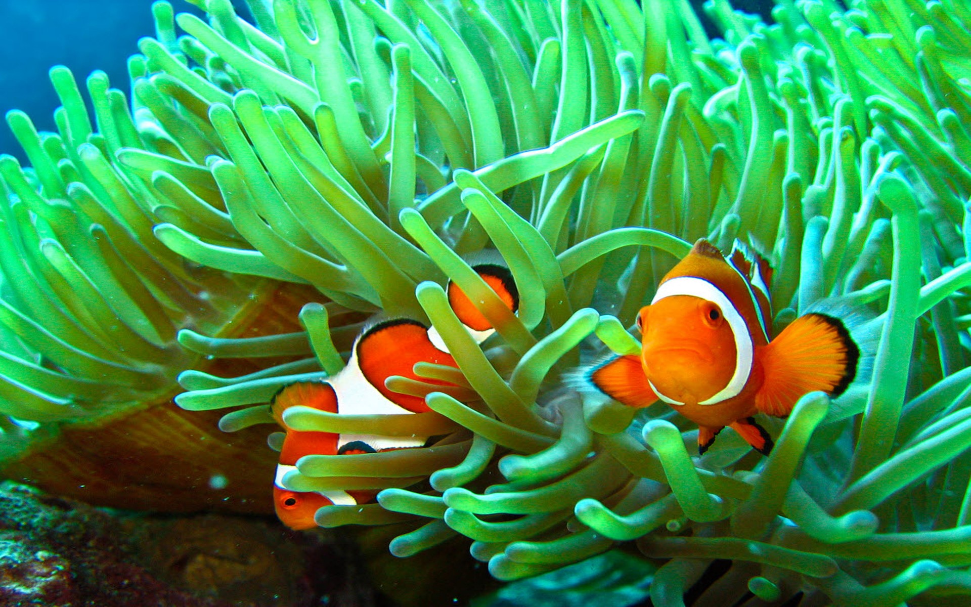 Download Ocean Underwater Sea Grass Closeup Fish Animal Clownfish HD