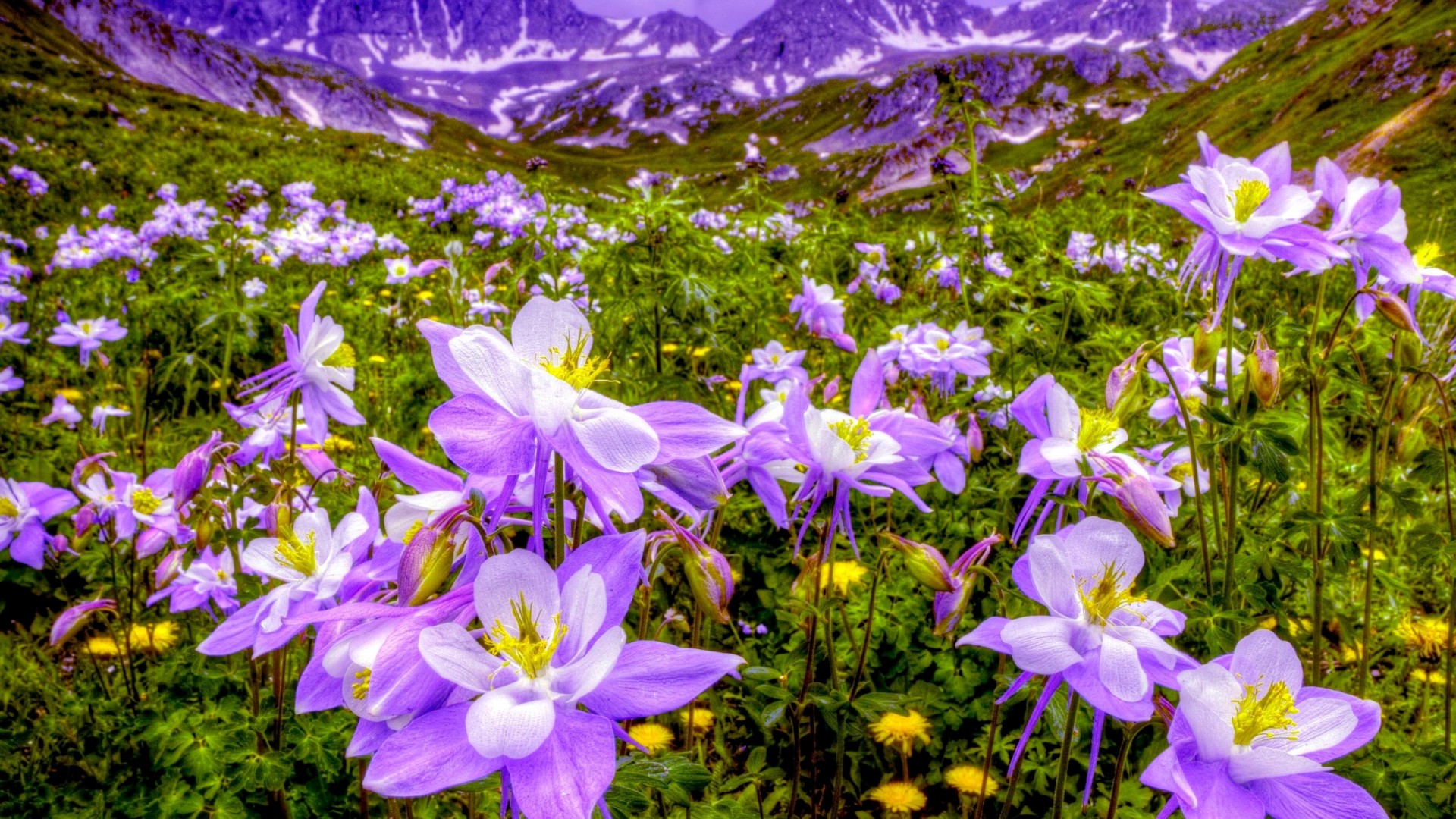 Download Purple Flower Landscape Mountain Field Nature Flower HD Wallpaper