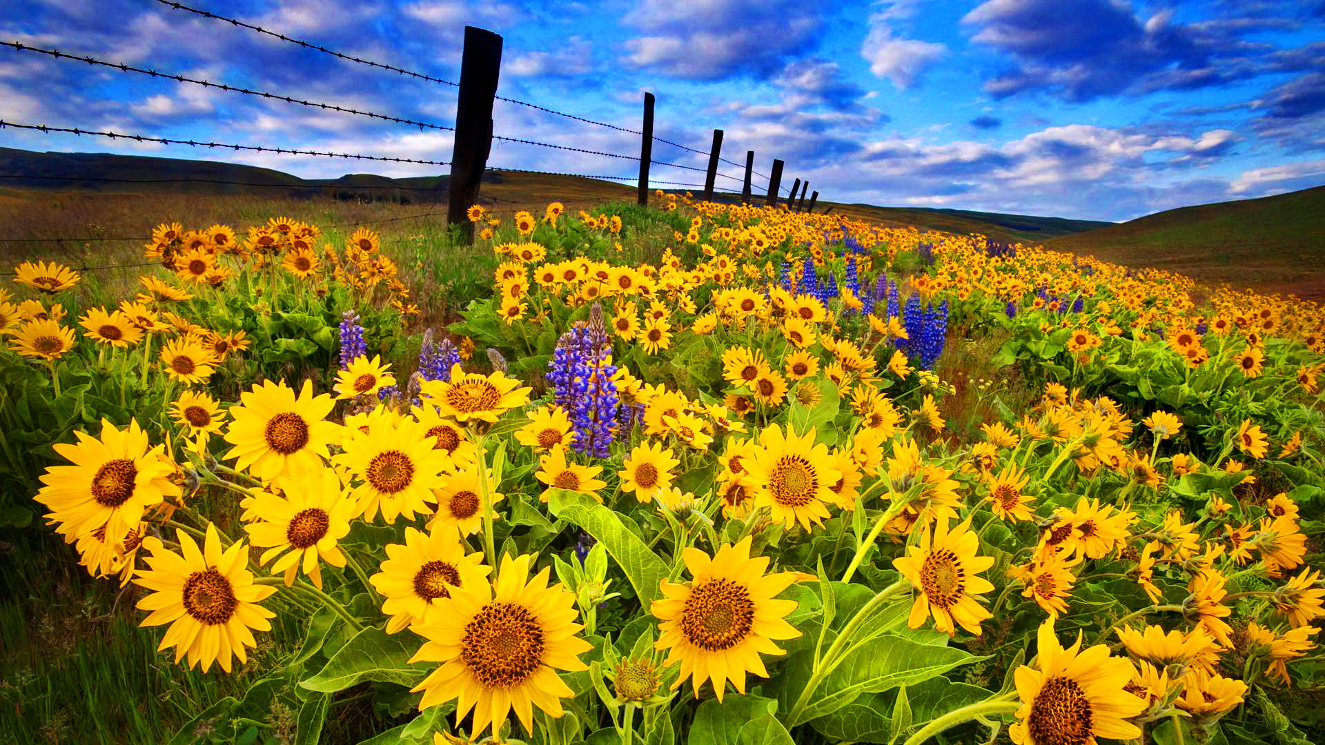 Download Yellow Flower Closeup Fence Field Flower Nature Sunflower HD