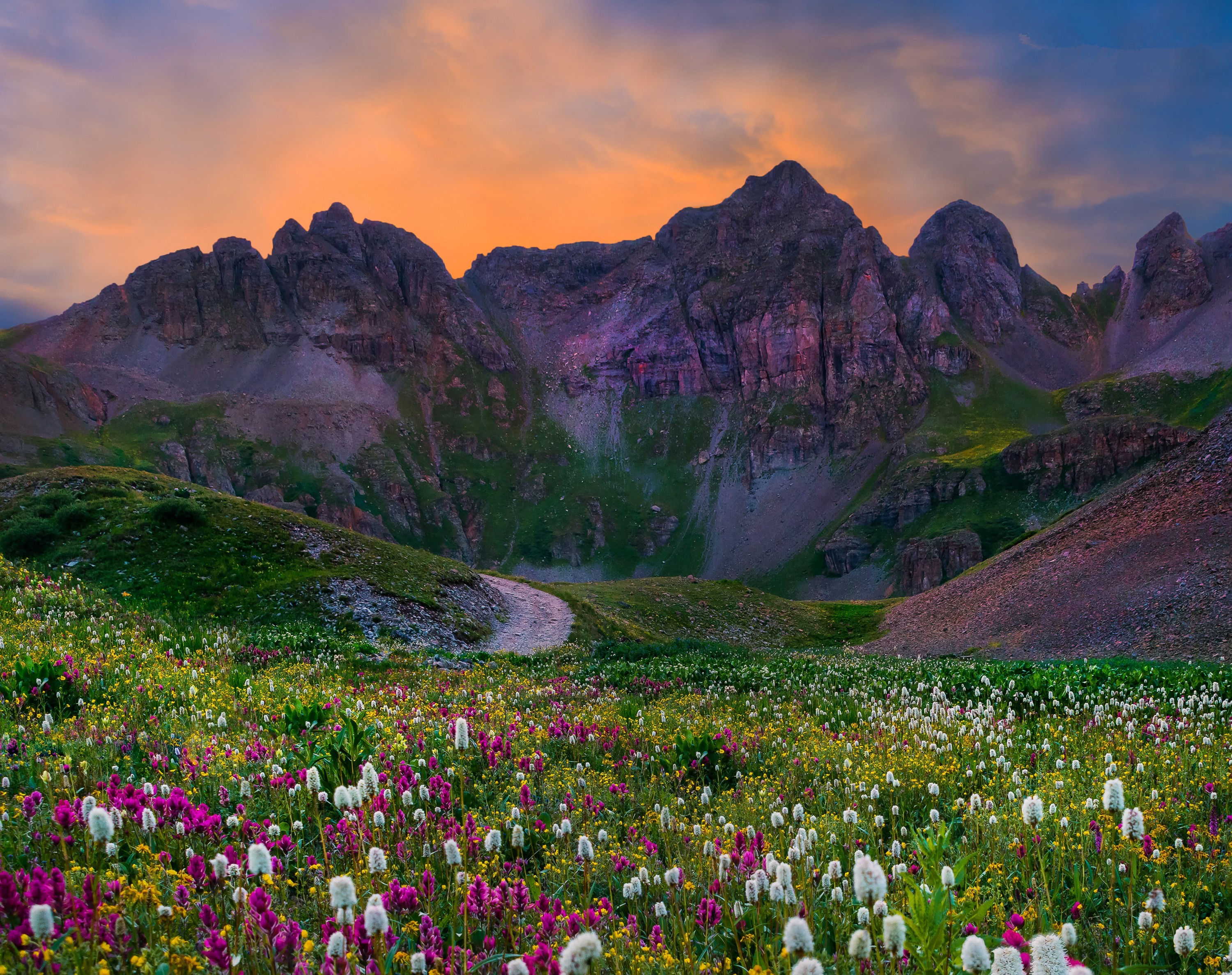 Download Grass Field Flower Mountain Nature Landscape HD Wallpaper