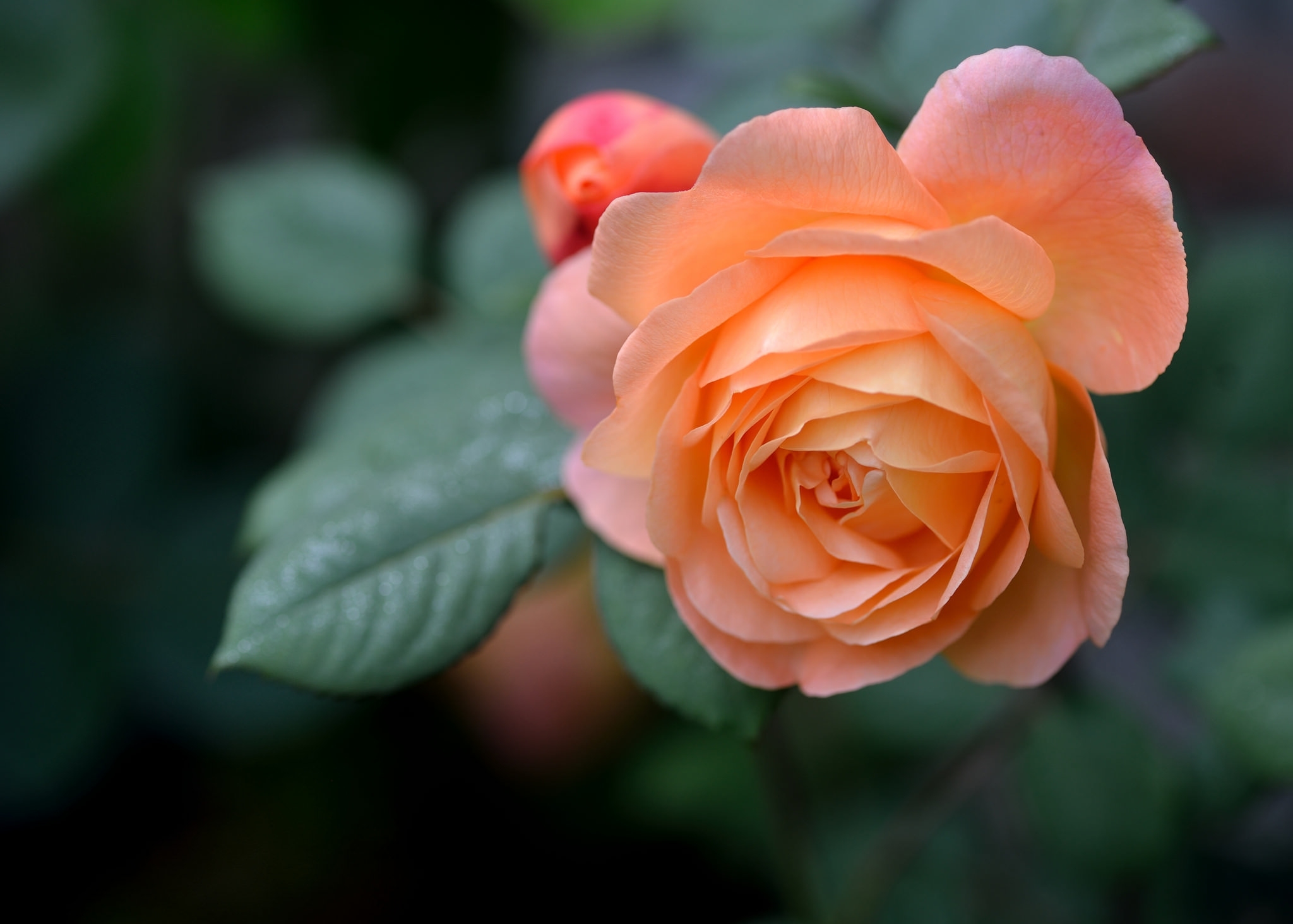 Orange Rose Flowers Wallpaper Hd Best Flower Site