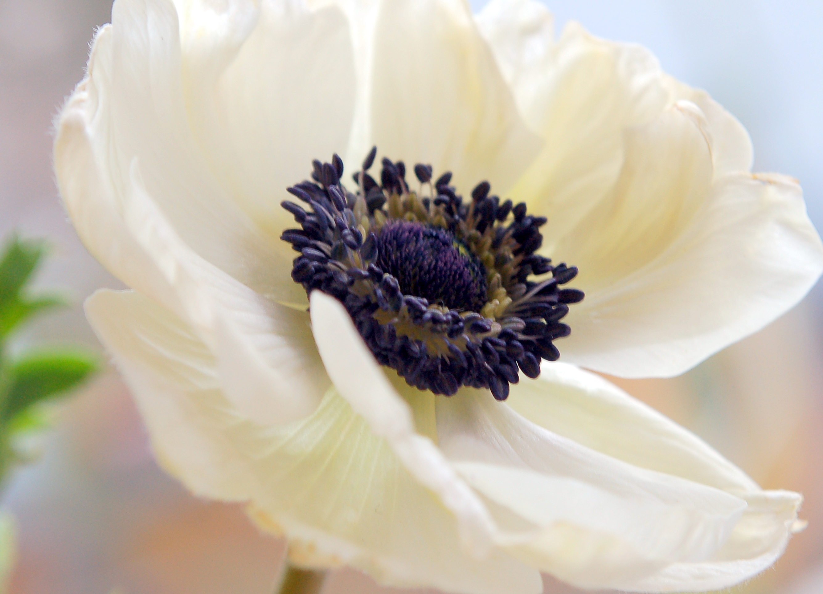 Download Macro White Flower Flower Nature Anemone HD Wallpaper