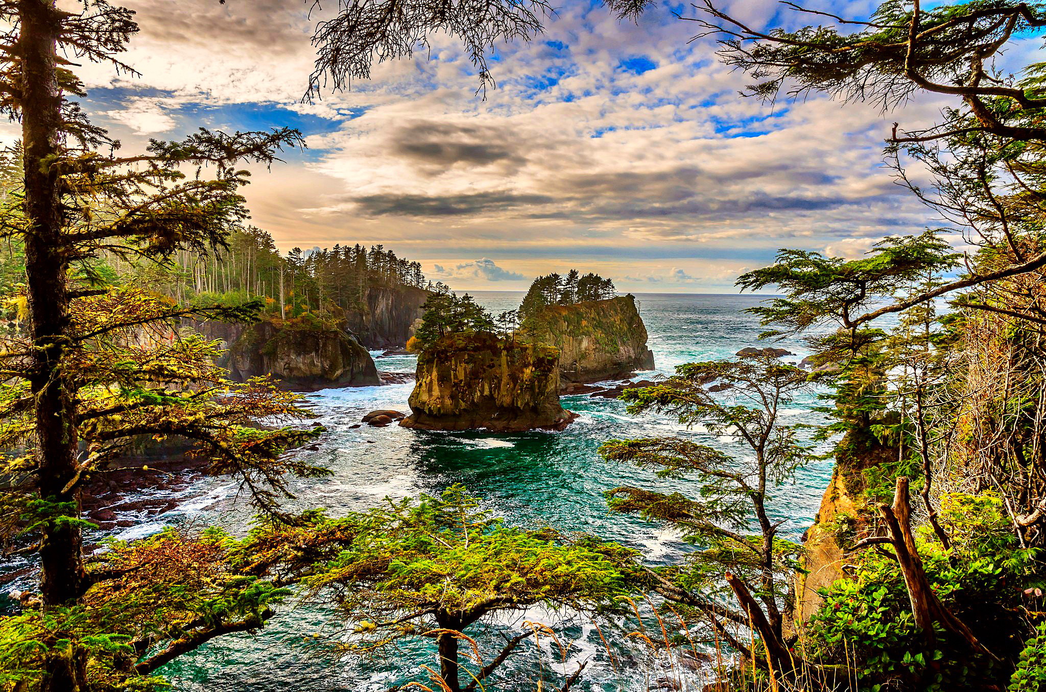 Download Washington Tree Ocean Nature Coastline HD Wallpaper