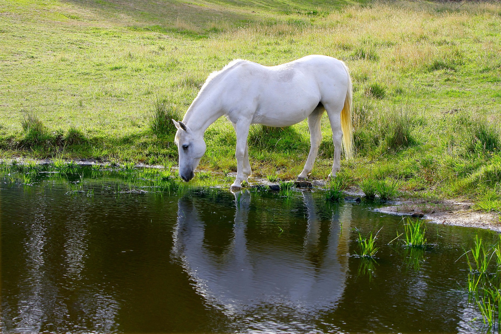 Serene Reflections A Stunning HD Wallpaper of a Horse by the Pond