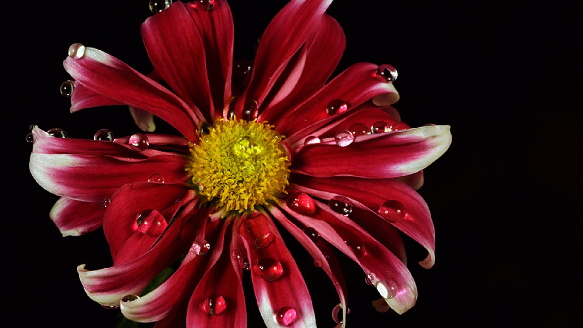 Red Daisy
