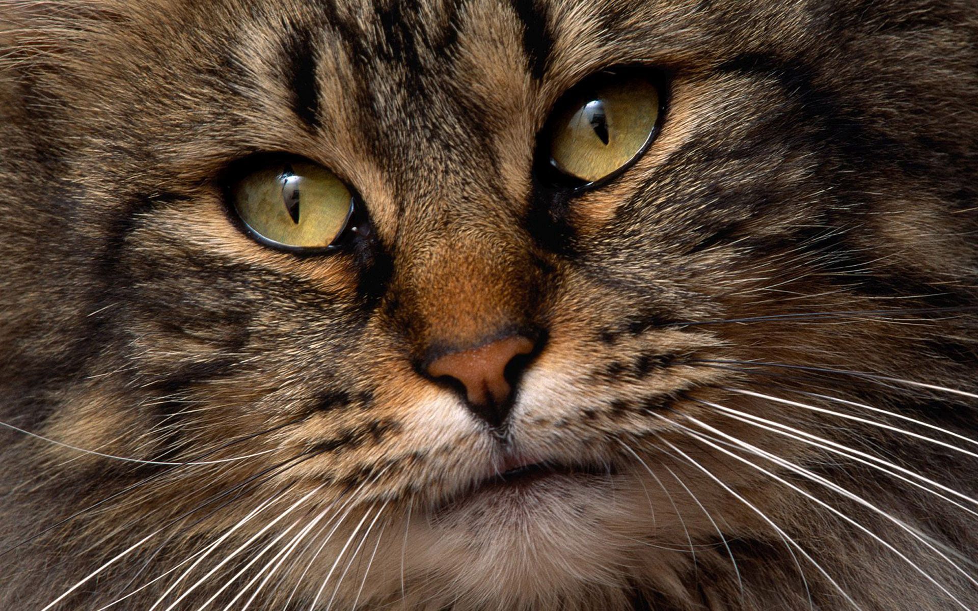 Cats Face HD Wallpaper Background Image 1920x1200