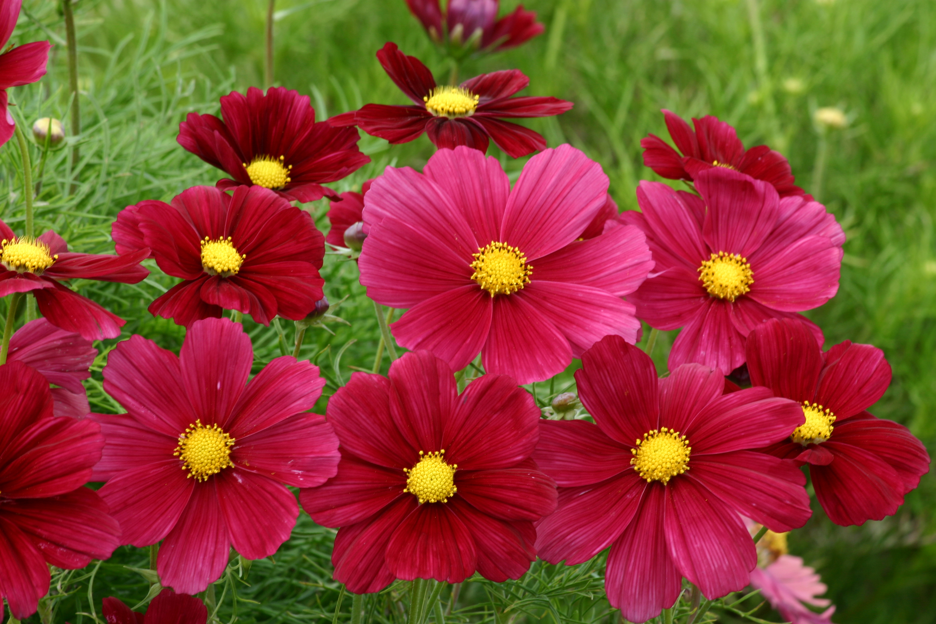 Download Red Flower Flower Nature Cosmos HD Wallpaper