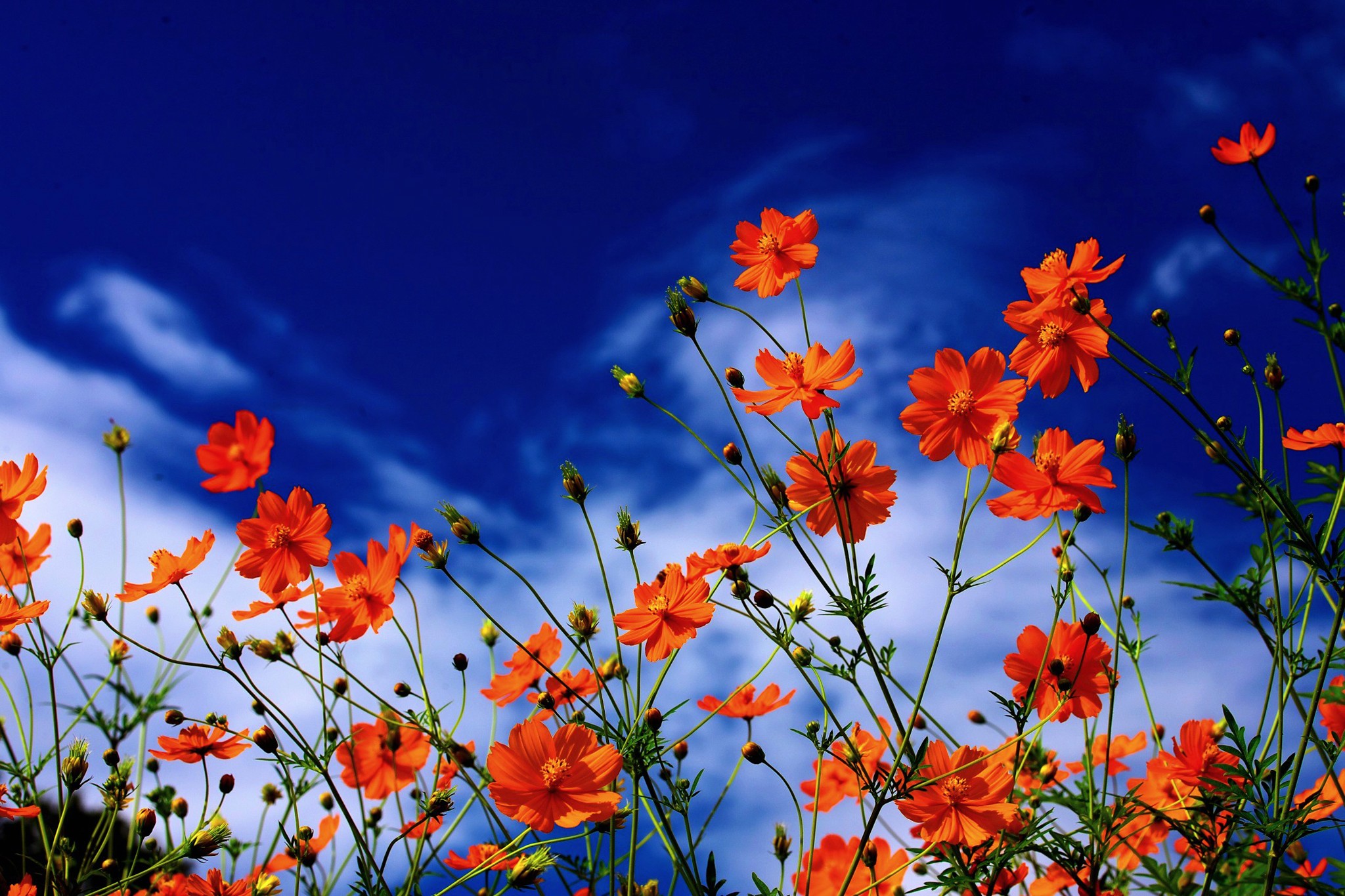 Download Orange Flower Flower Nature Cosmos HD Wallpaper