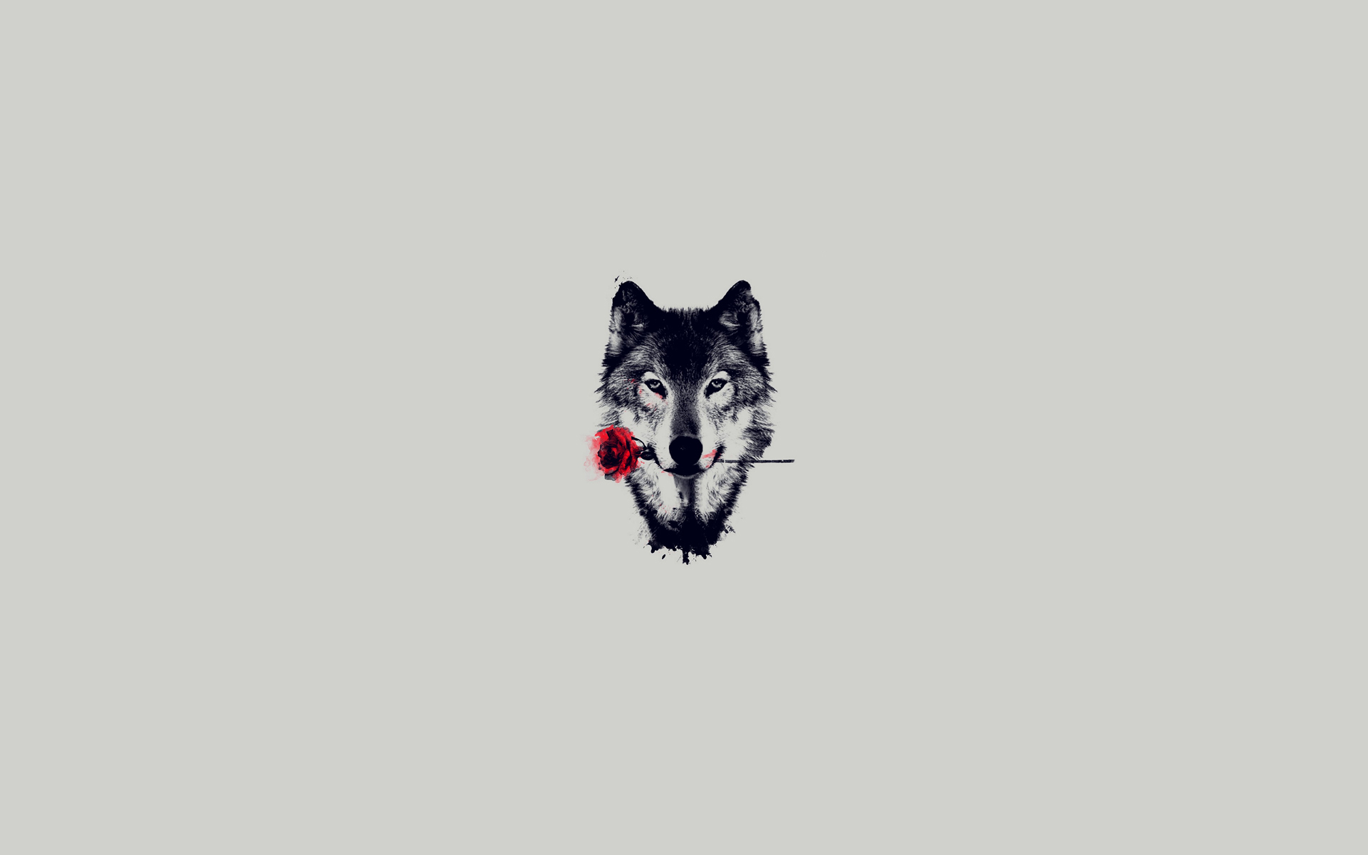Download Rose Animal Wolf HD Wallpaper
