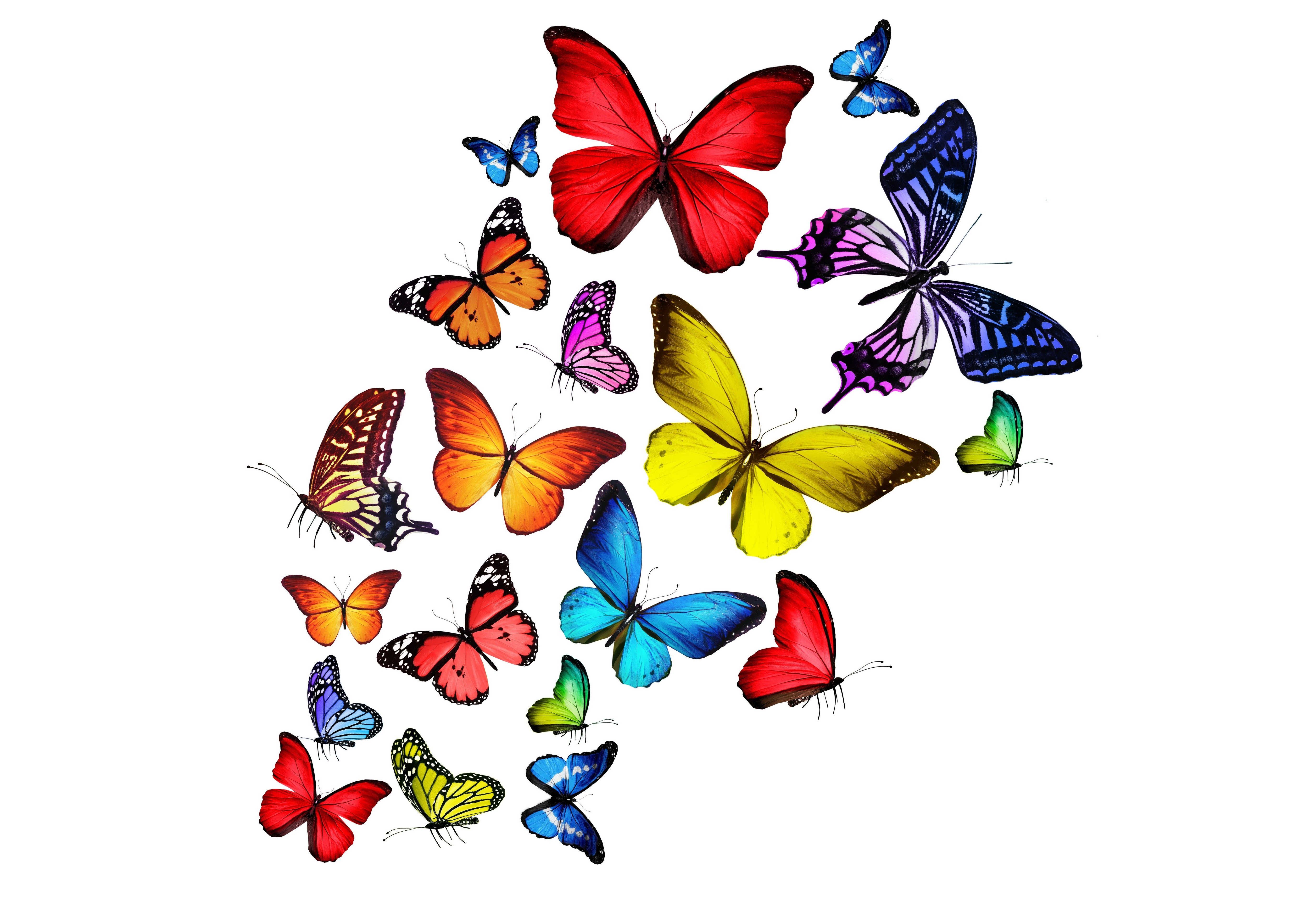Download Colorful Colors Artistic Butterfly 4k Ultra HD Wallpaper