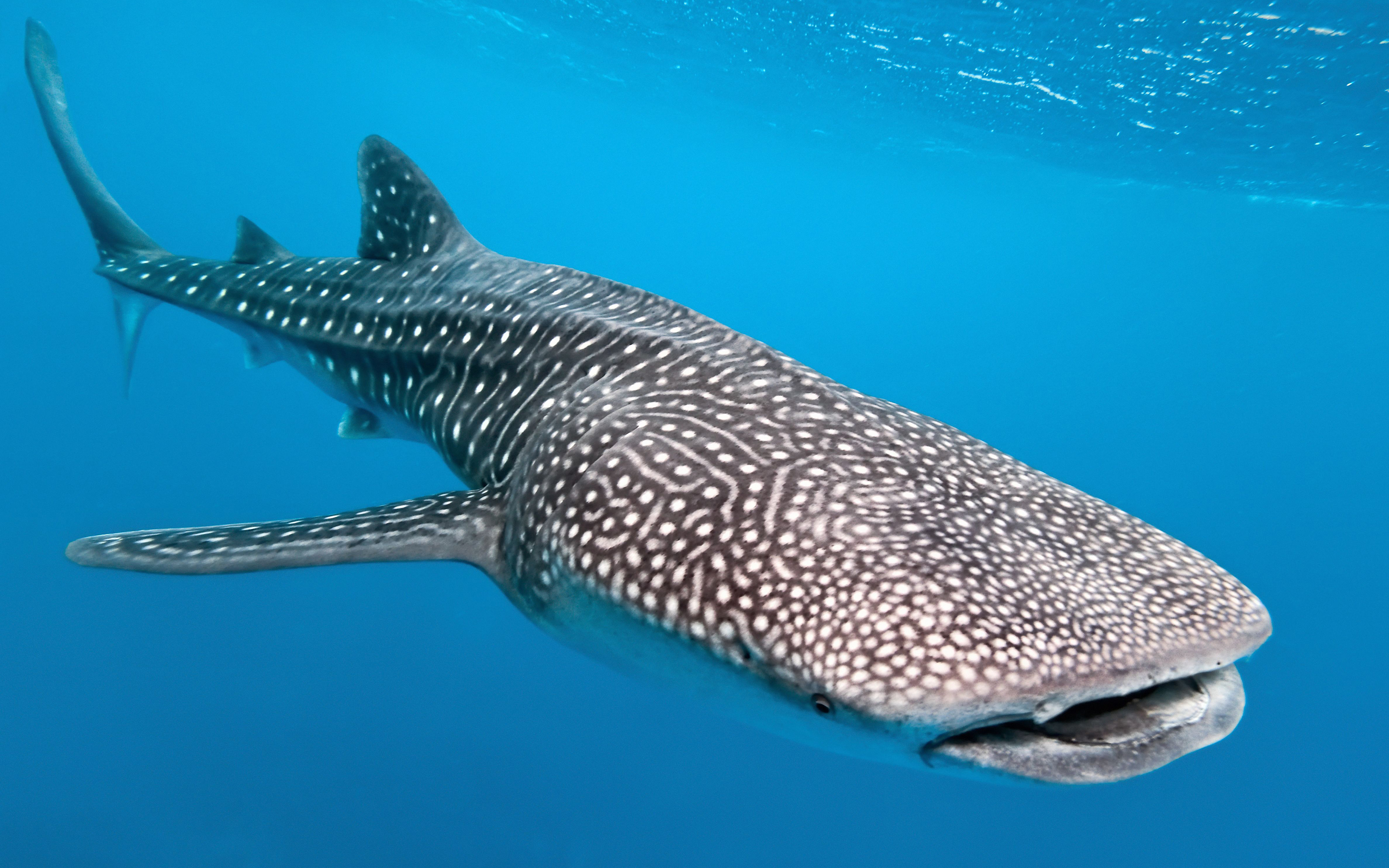 Underwater 4k Ultra HD Wallpaper Background Image 3840x2400