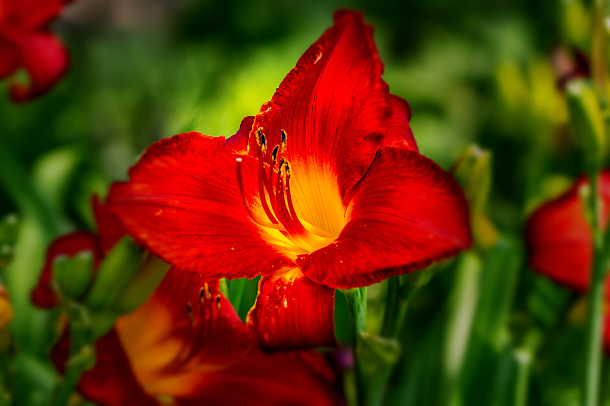 Download Red Flower Closeup Nature Flower Daylily Lily HD Wallpaper