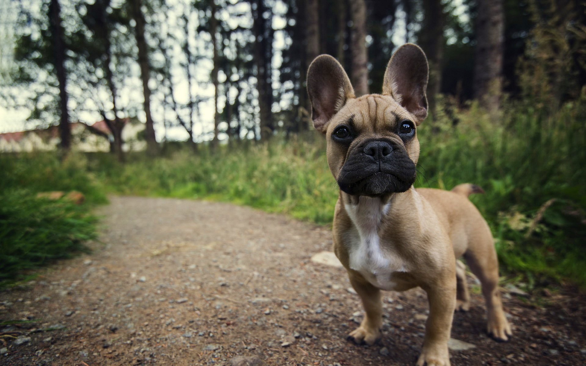 French Bulldog HD Wallpaper