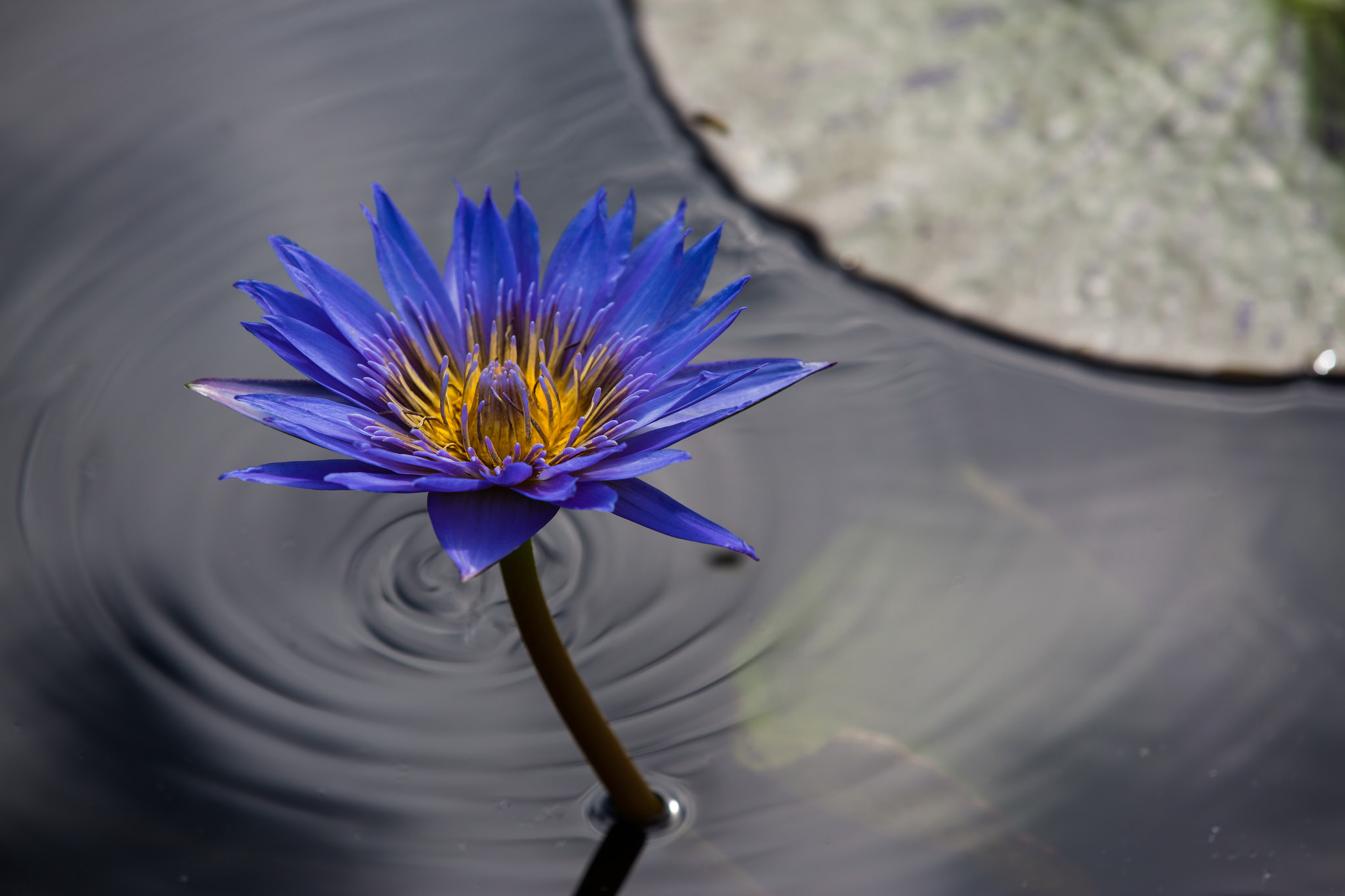 Download Blue Flower Water Flower Nature Water Lily HD Wallpaper by Benah