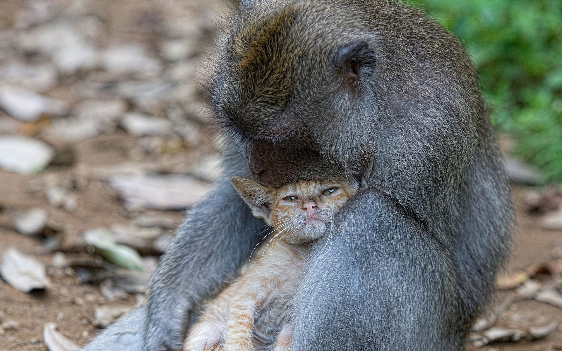 Download Hug Love Kitten Animal Monkey HD Wallpaper