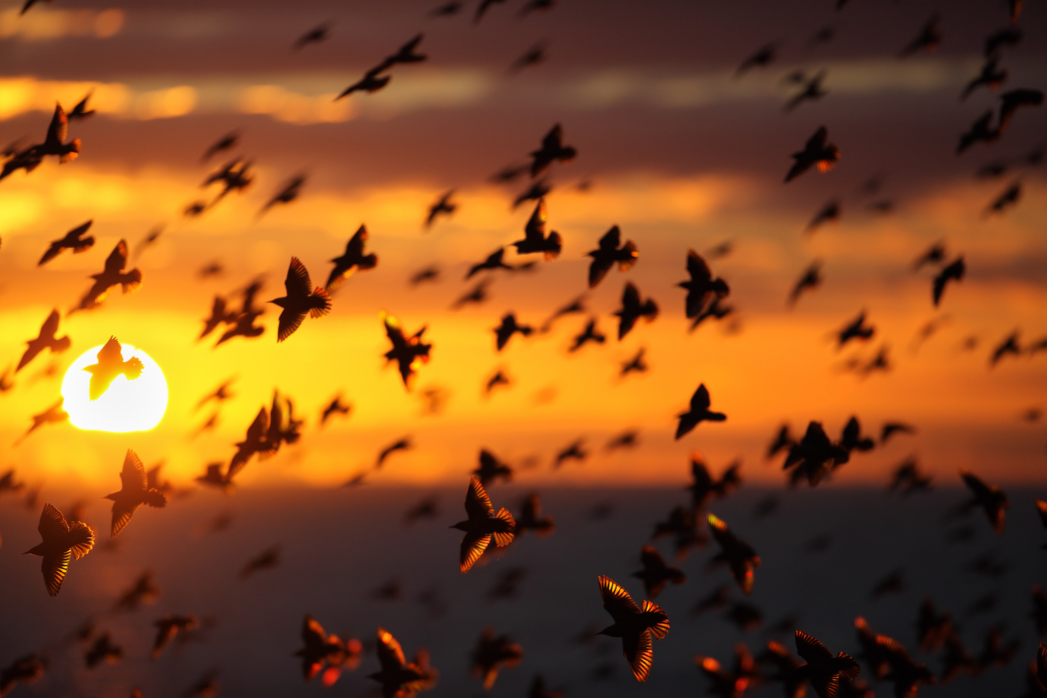 Download Flock Of Birds Sunset Animal Bird HD Wallpaper