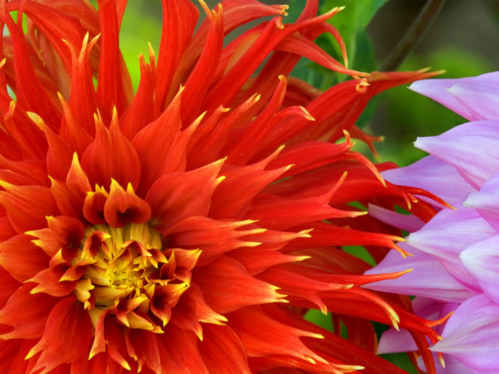 Download Orange Flower Flower Closeup Nature Dahlia HD Wallpaper
