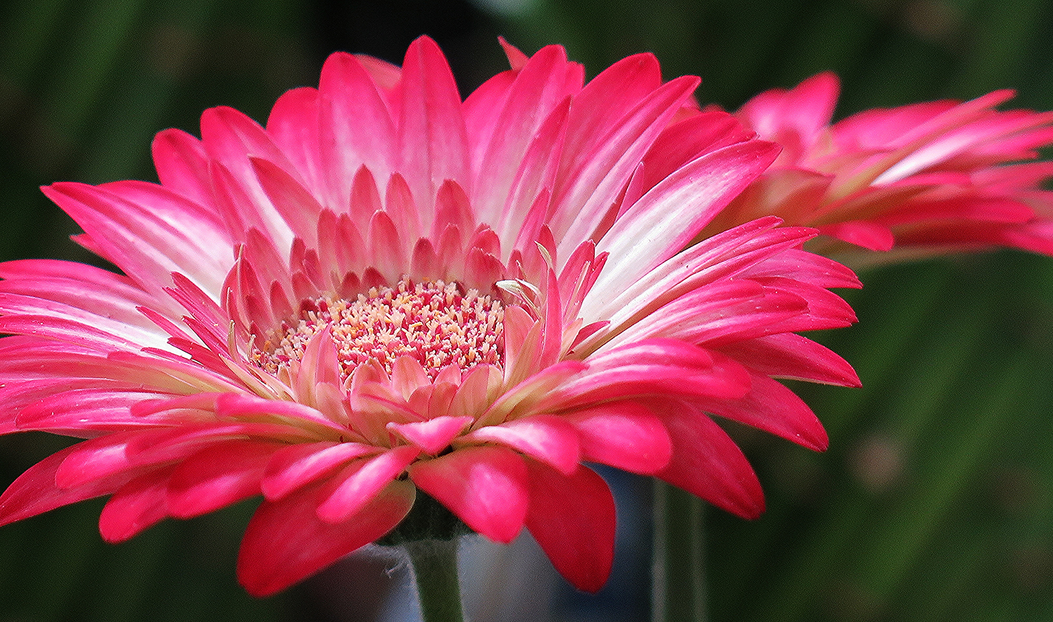 Download Pink Flower Flower Nature Gerbera HD Wallpaper