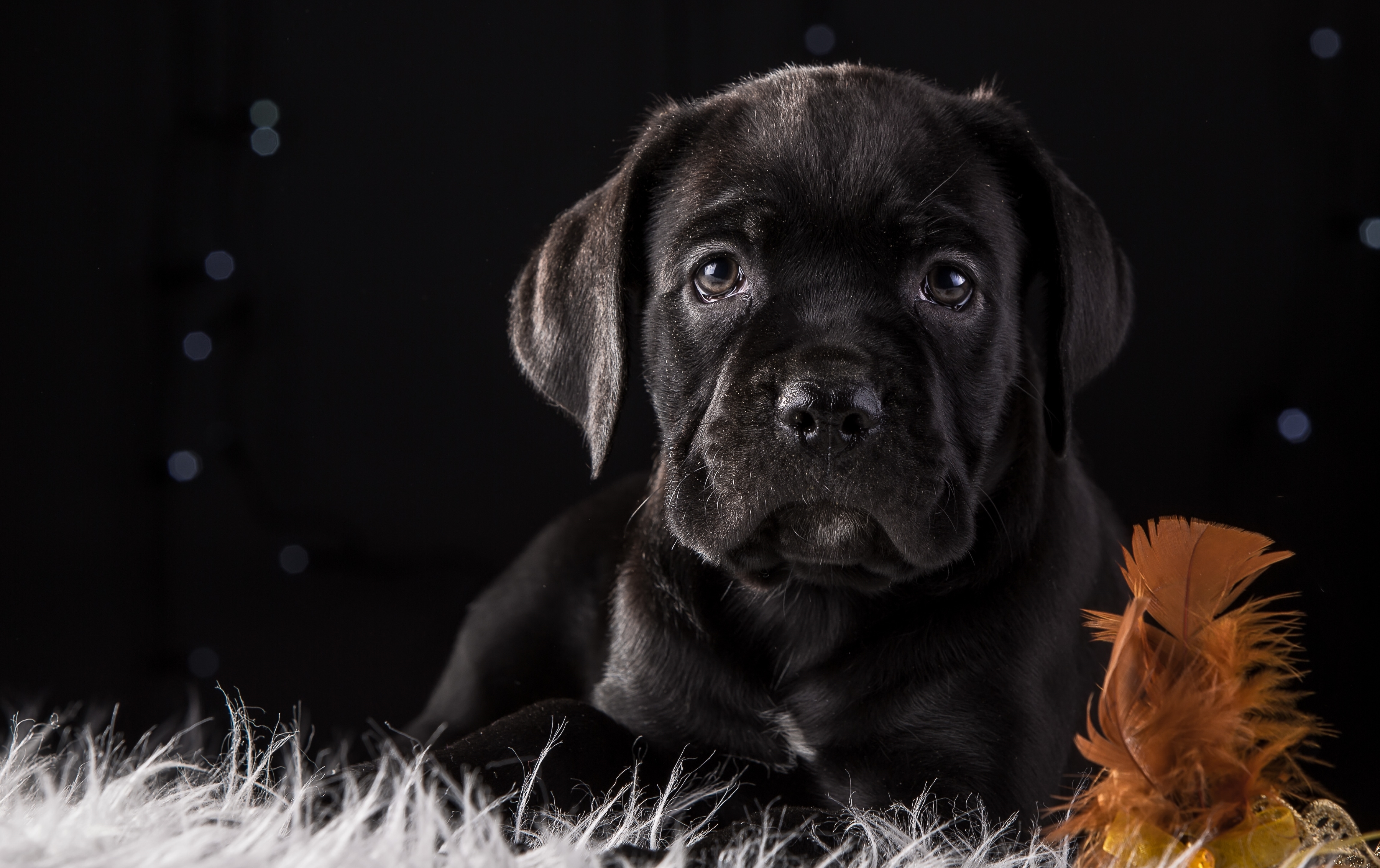 Download Baby Animal Puppy Dog Muzzle Animal Cane Corso HD Wallpaper