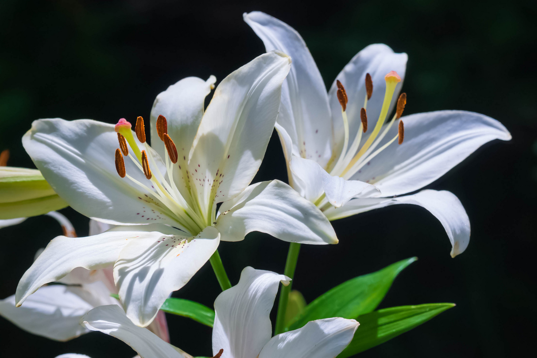 Download White Flower Flower Nature Lily HD Wallpaper