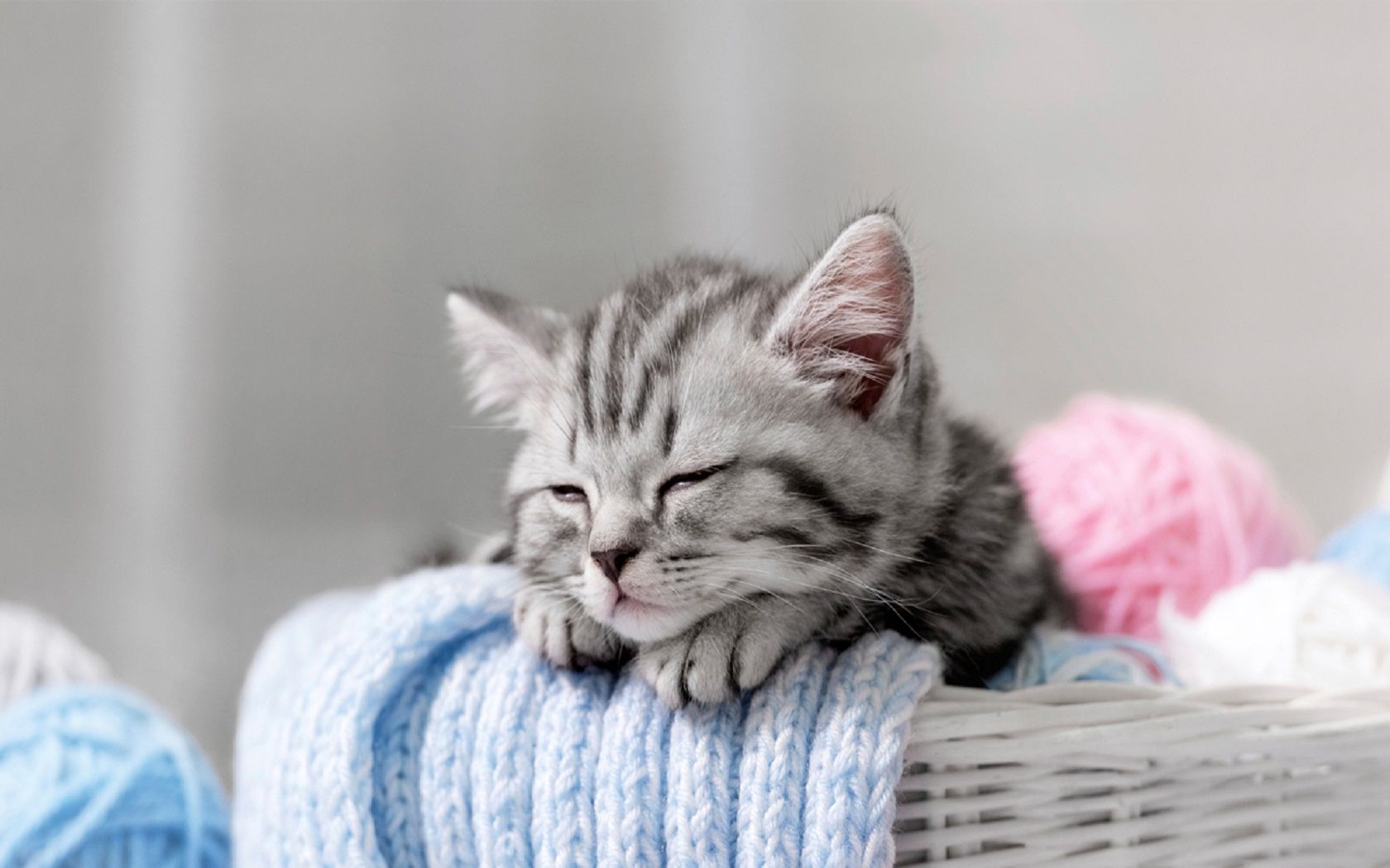 Download Cute Sleeping Kitten Animal Cat Cute Cat Wallpaper