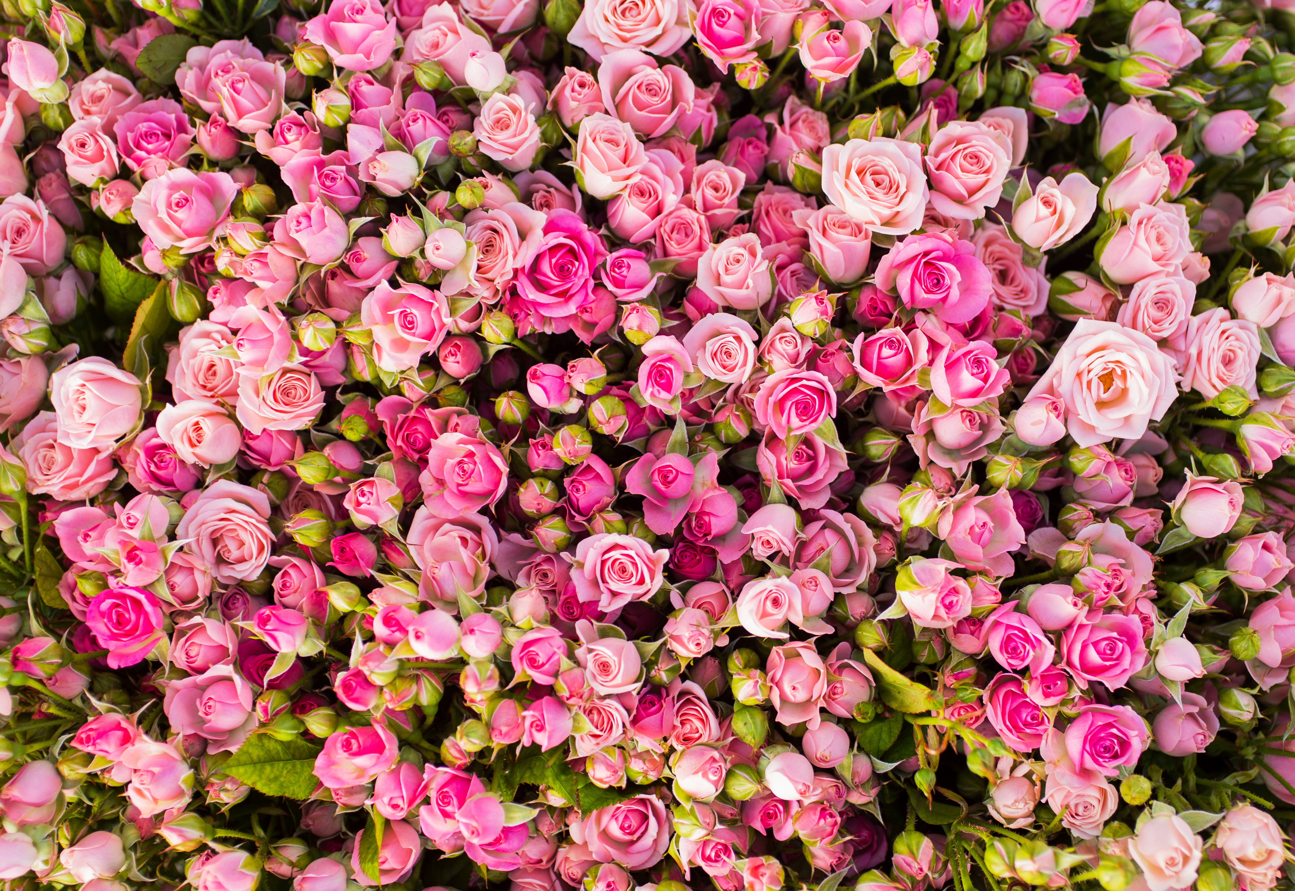 Pink Roses 4k Ultra HD Wallpaper Background Image 4429x3049