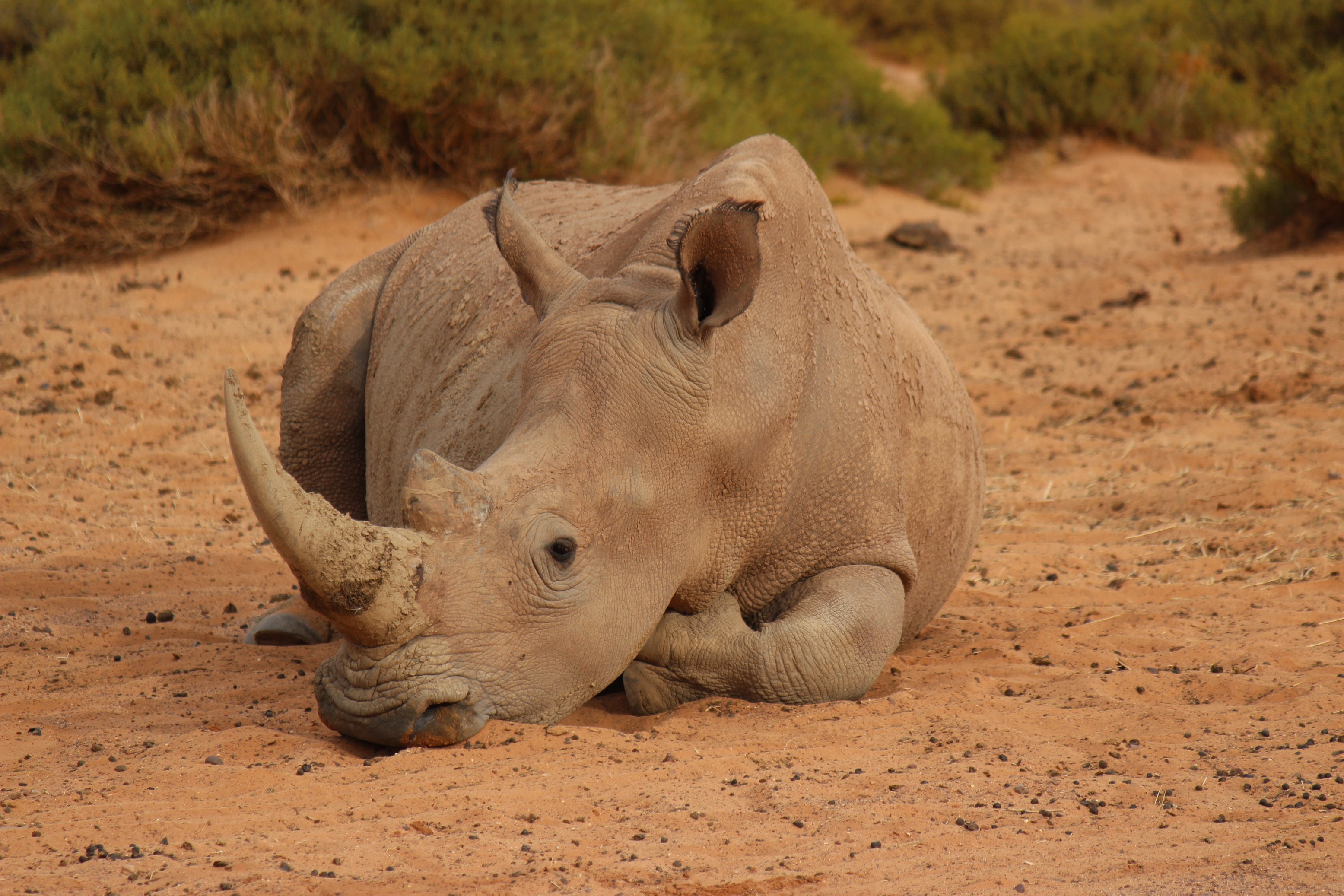 Download Resting Africa Animal Rhino HD Wallpaper