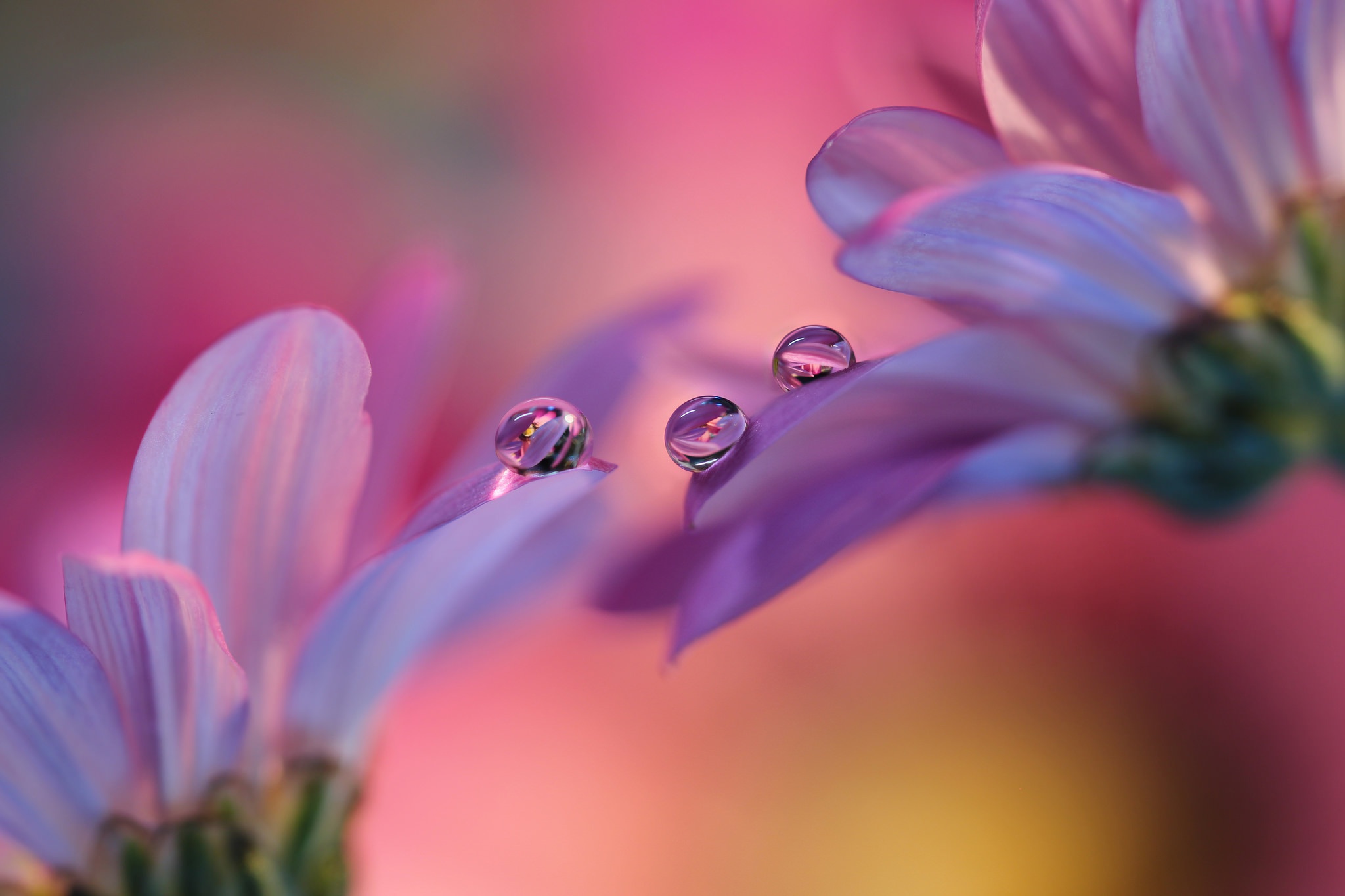 Download Blur Flower Reflection Macro Nature Water Drop HD Wallpaper