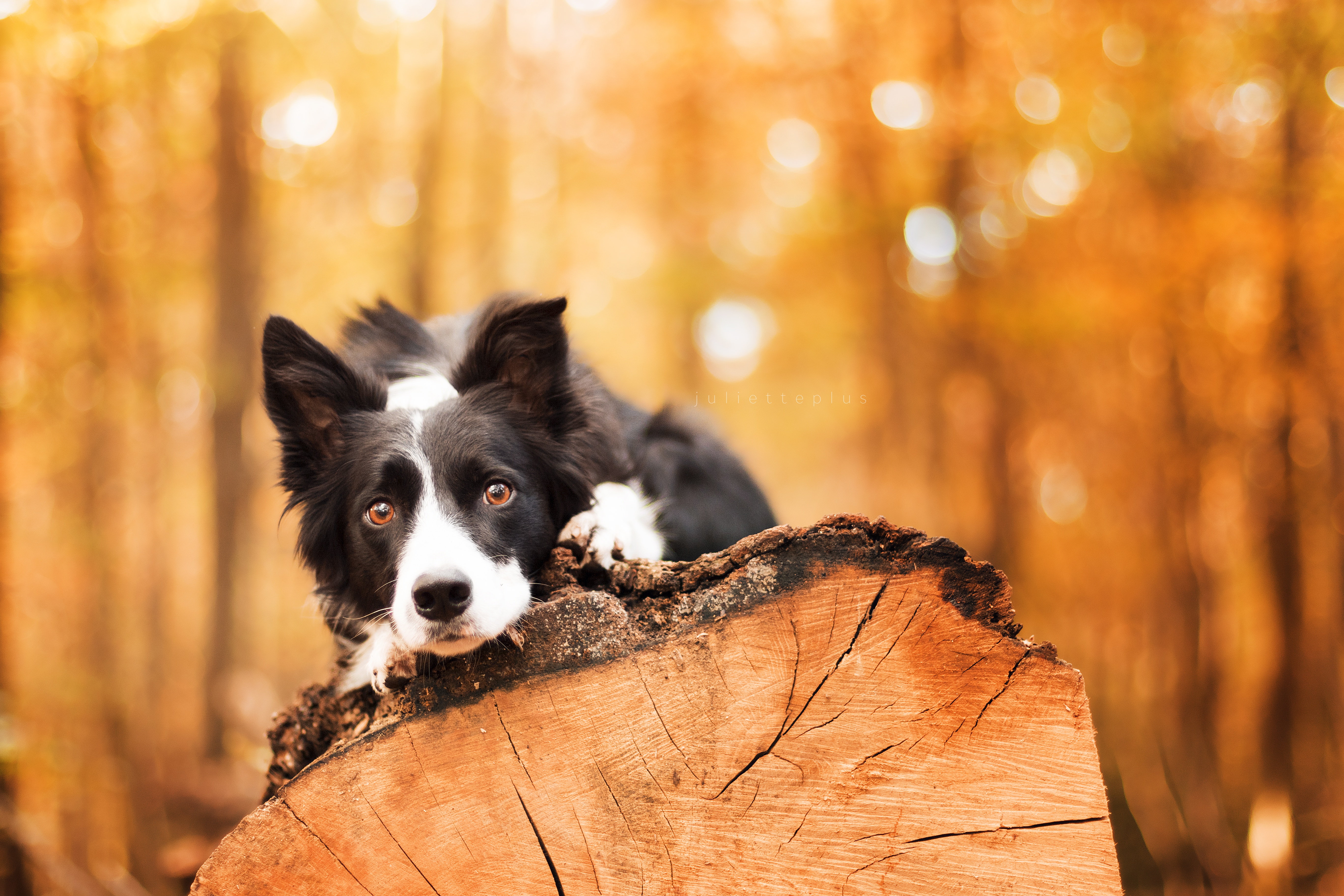 Border Collie 5k Retina Ultra HD Wallpaper Background