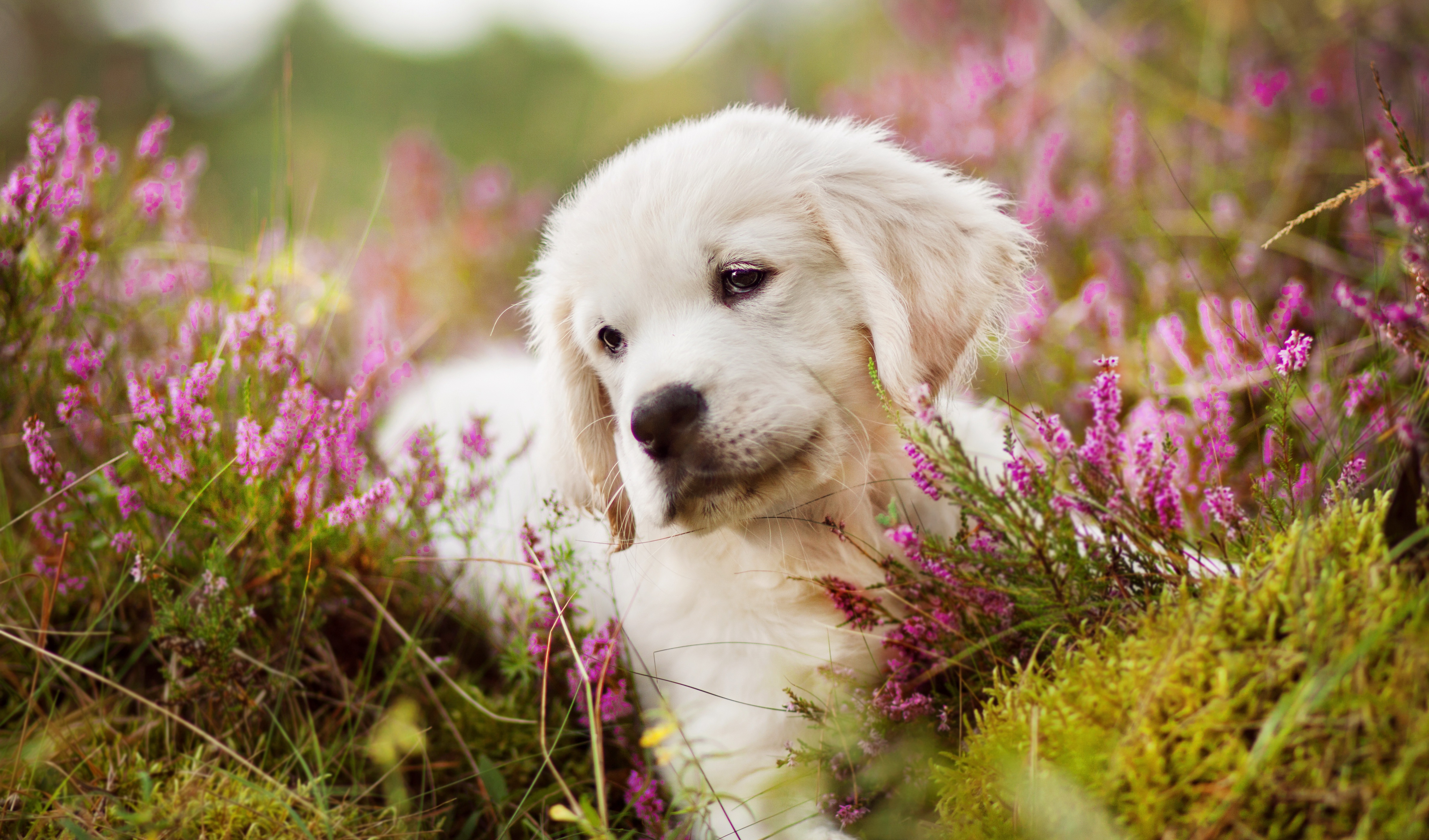 Download Muzzle Baby Animal Moss Pink Flower Puppy Dog Animal Golden