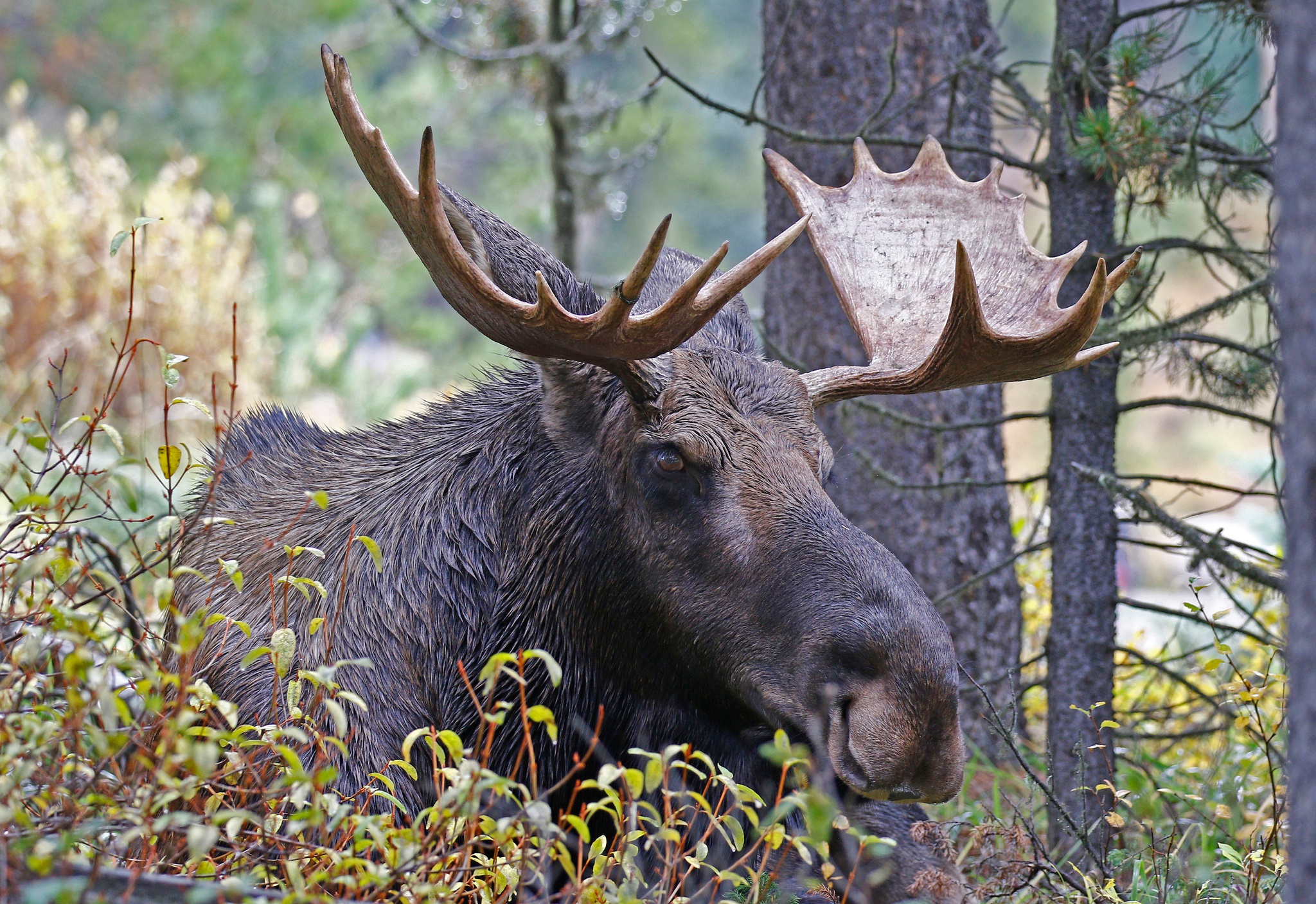 Moose HD Wallpaper Background Image 2048x1407 ID820296