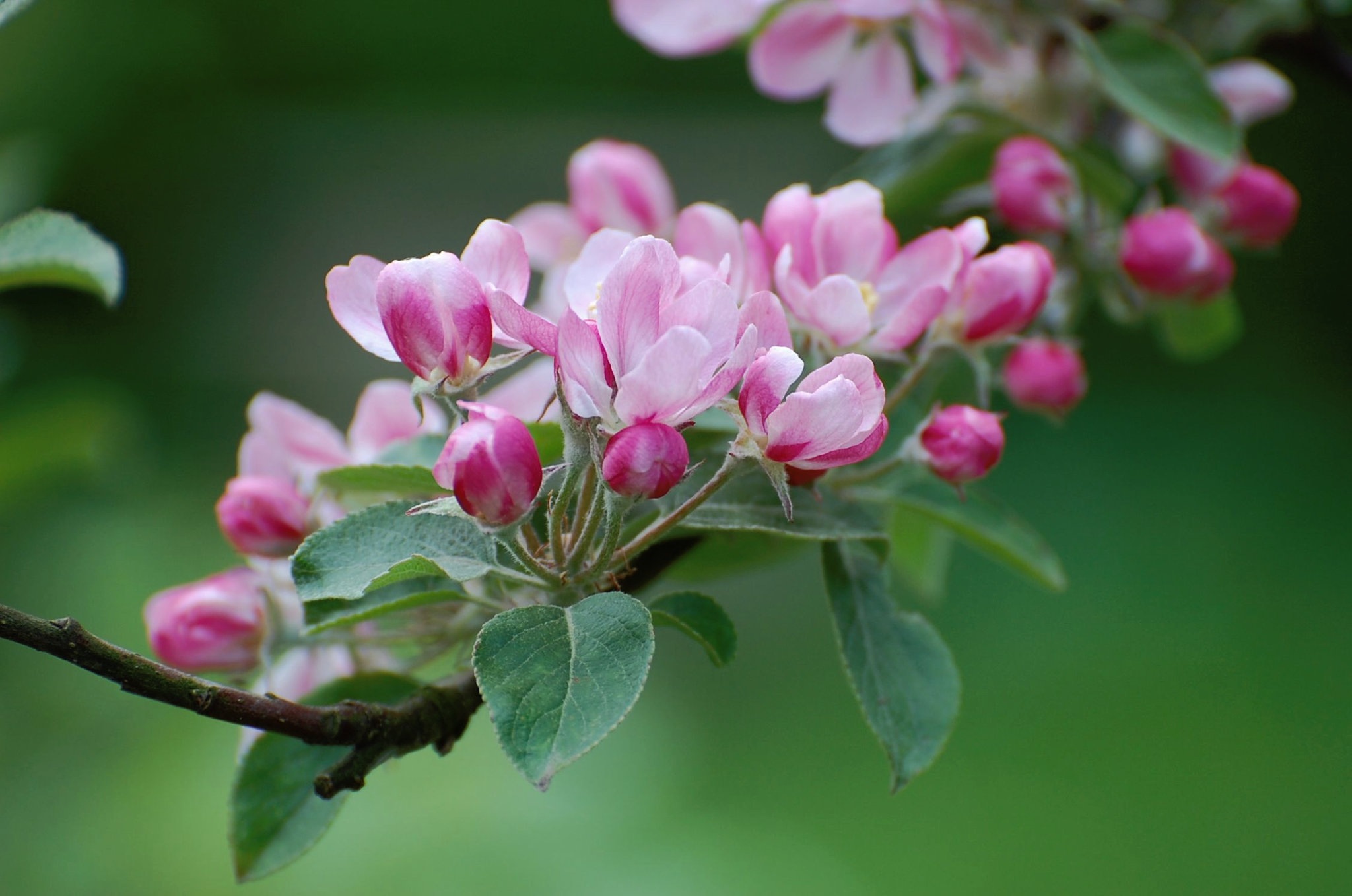 Download Branch Pink Flower Nature Flower Apple Blossom Blossom HD