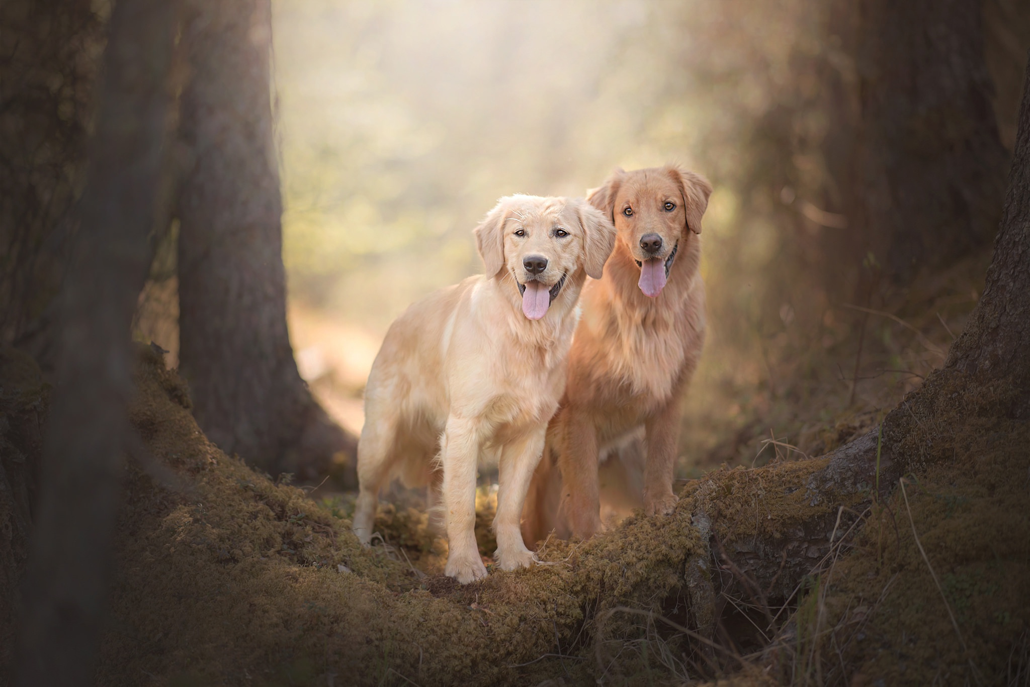 Download Nature Depth Of Field Dog Animal Golden Retriever HD Wallpaper