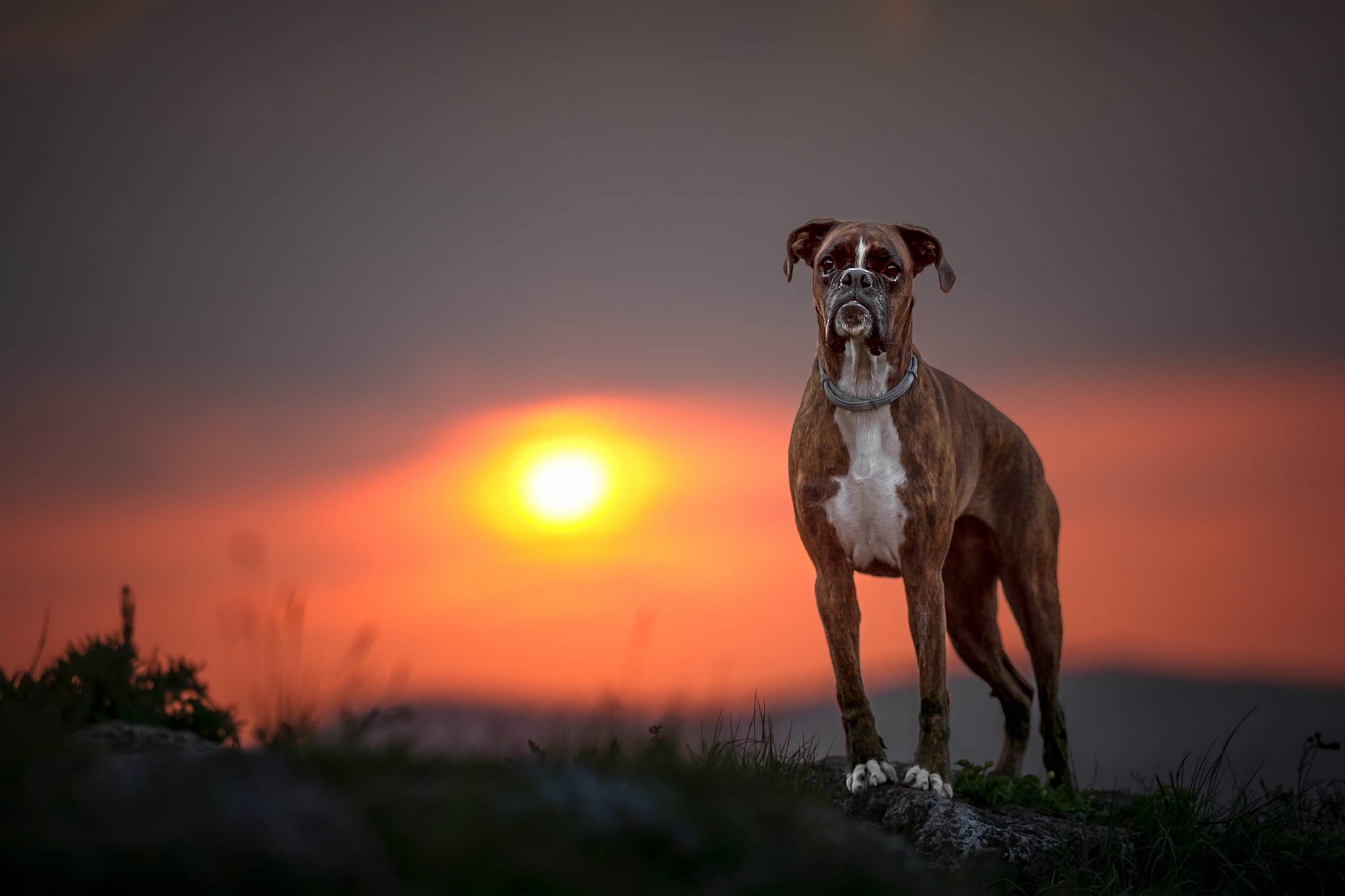 Download Depth Of Field Sunset Boxer (dog) Dog Animal HD Wallpaper
