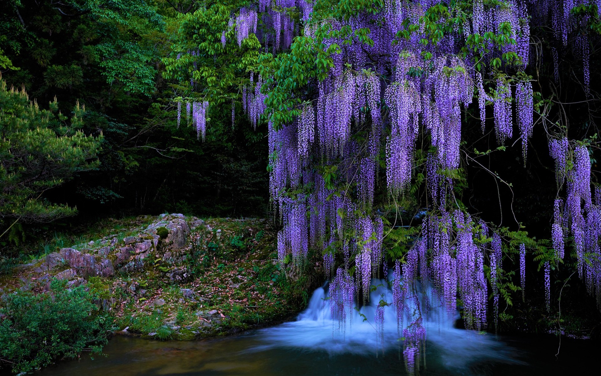Wisteria Waterfall HD Nature Wallpaper