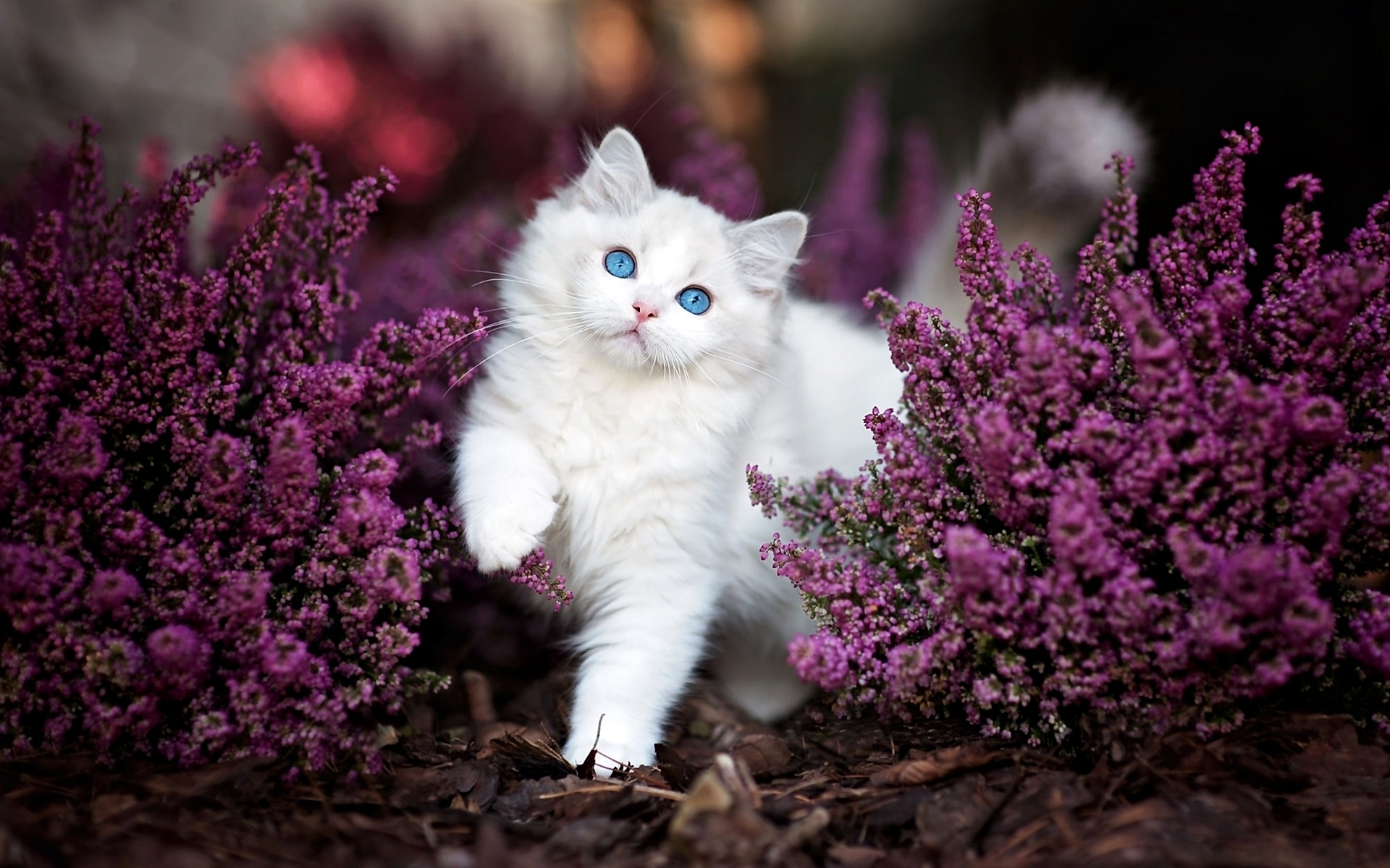 Fluffy Kitten Among Purple Flowers HD Wallpaper