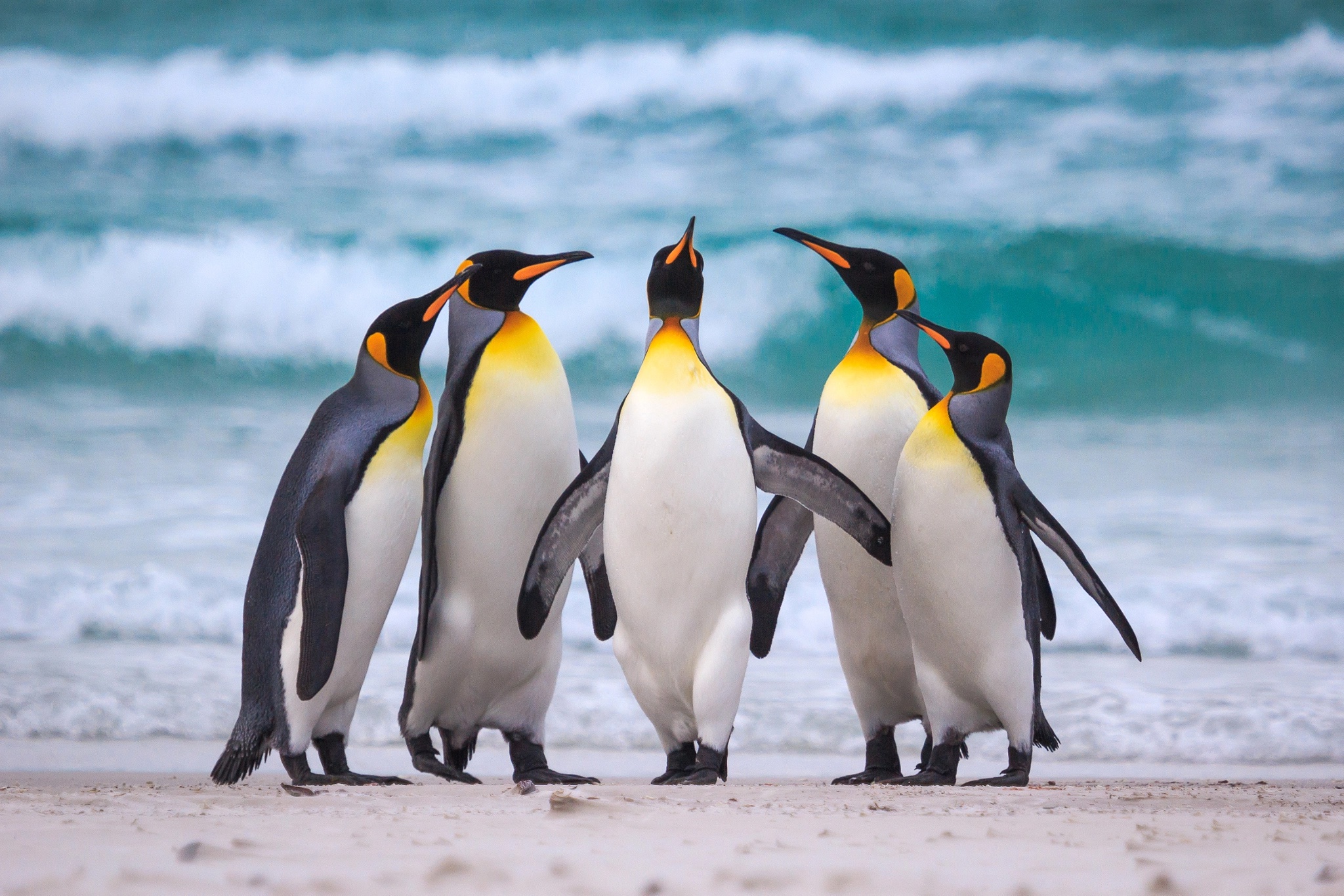 Download Animal Penguin HD Wallpaper