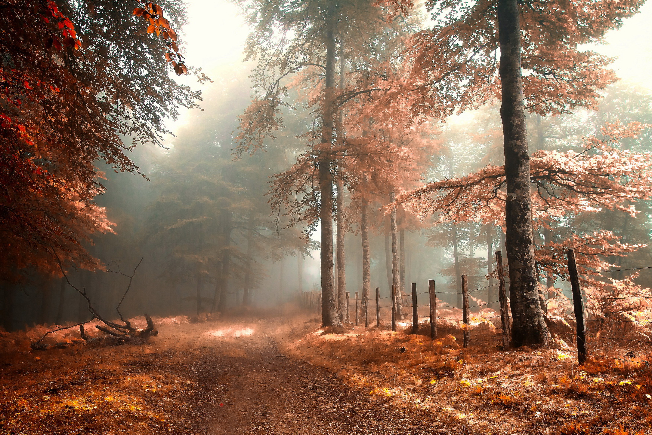 Enchanting Fall Forest Path HD Wallpaper