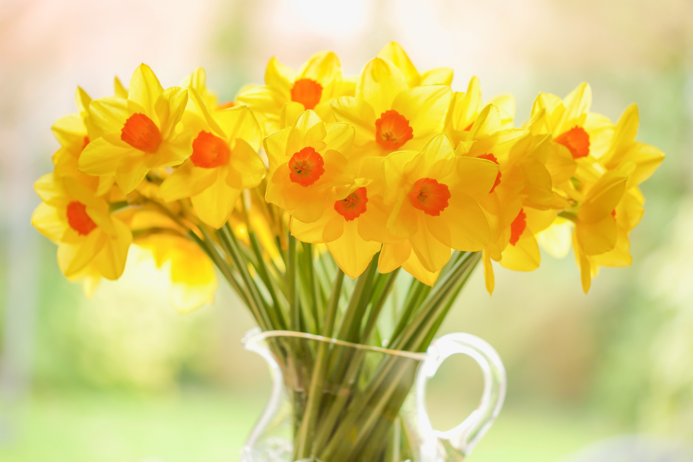 Download Daffodil Yellow Flower Man Made Flower HD Wallpaper