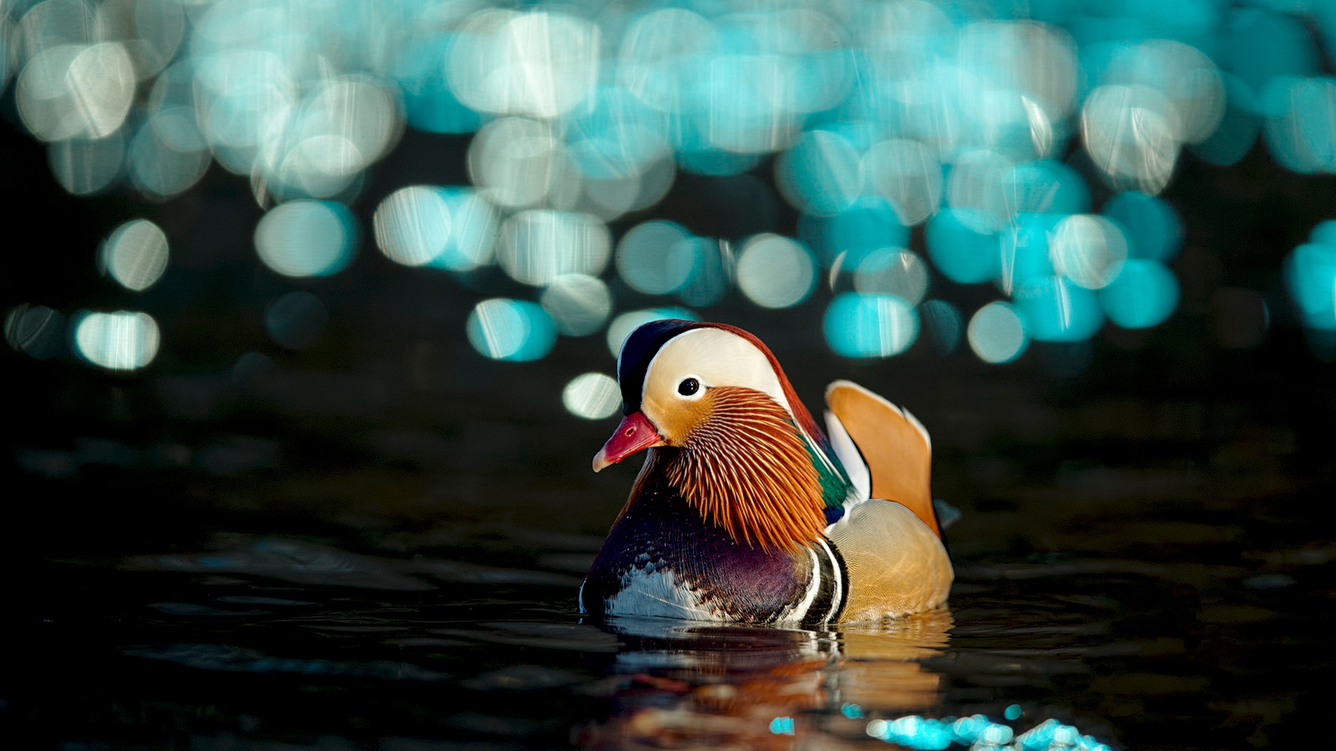 Mandarin Duck HD Wallpaper Background Image 1920x1080