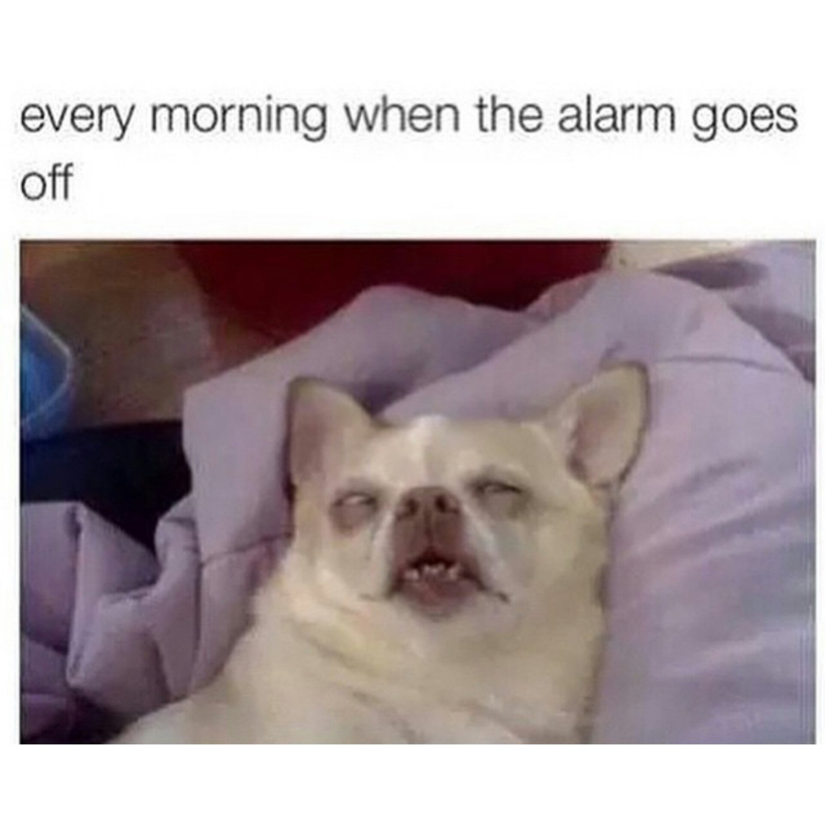 It's a ruff life Meme by Zombieflamingo ) Memedroid