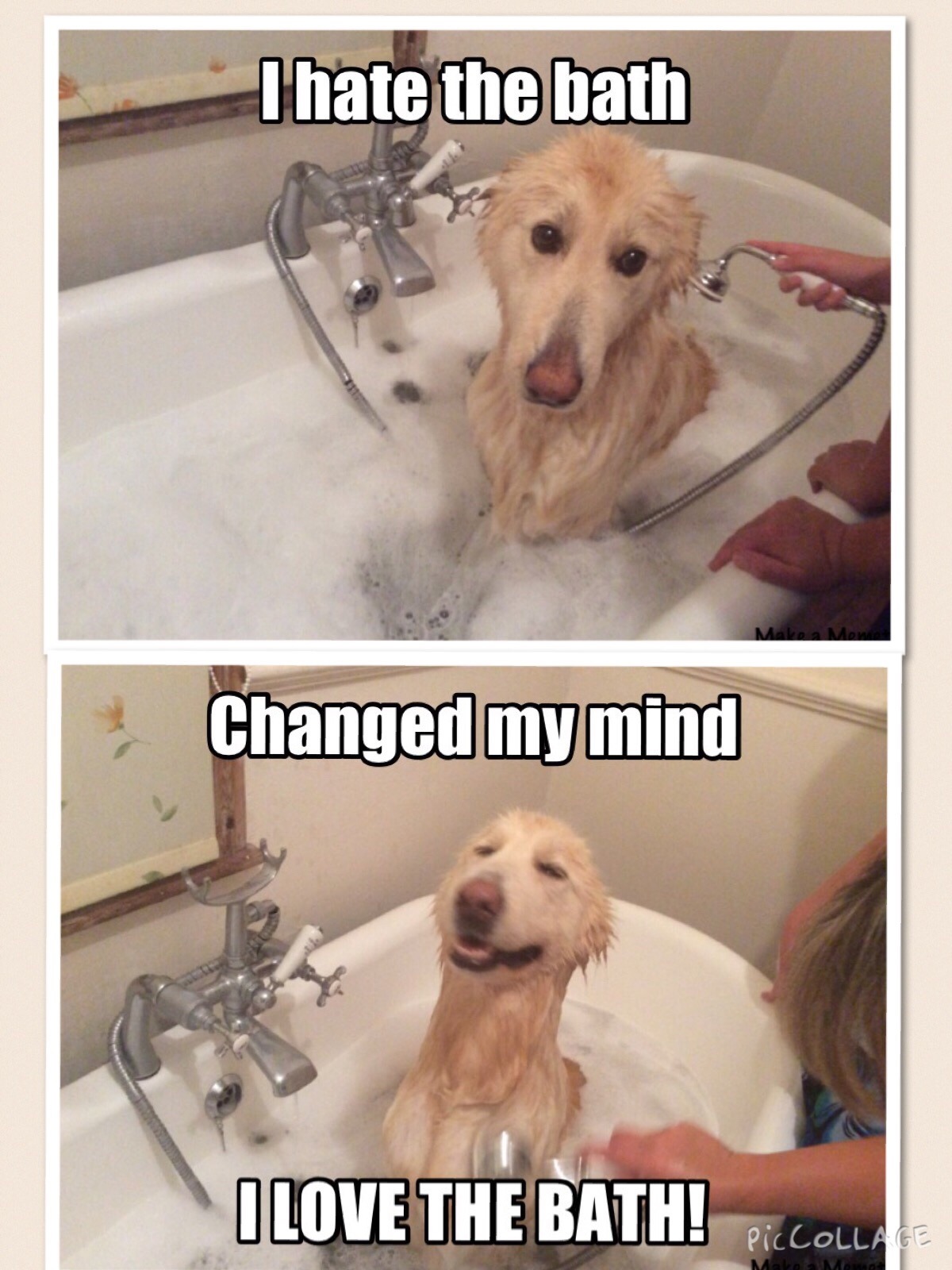 White German Shepherd in the bath Meme by PURPLExDONKEYZz ) Memedroid